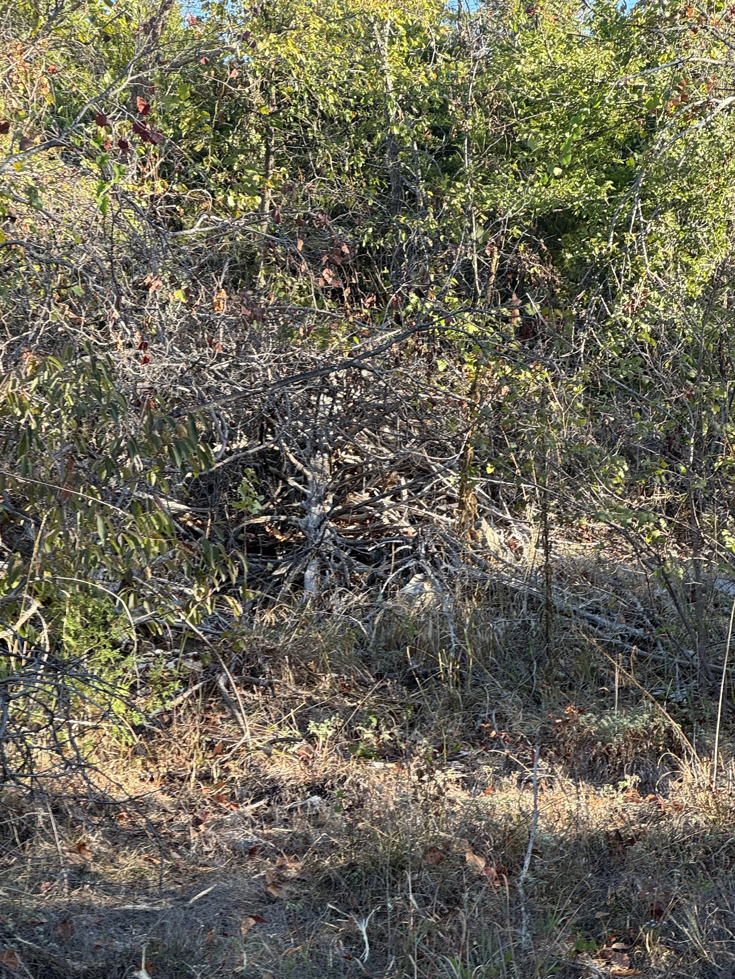 IMG_3820.jpg