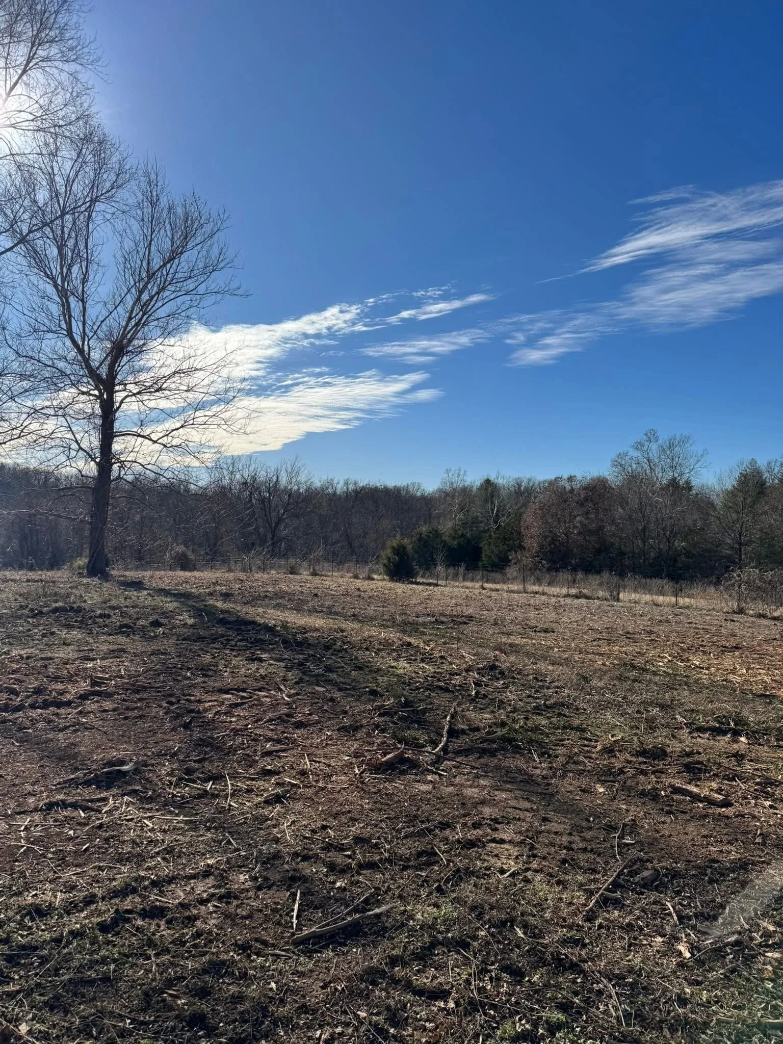 A landscape scene featuring a clear blue sky with some wispy clouds, a bare tree on the left, and a mix of leafless and evergreen trees in the background, with a dirt foreground.