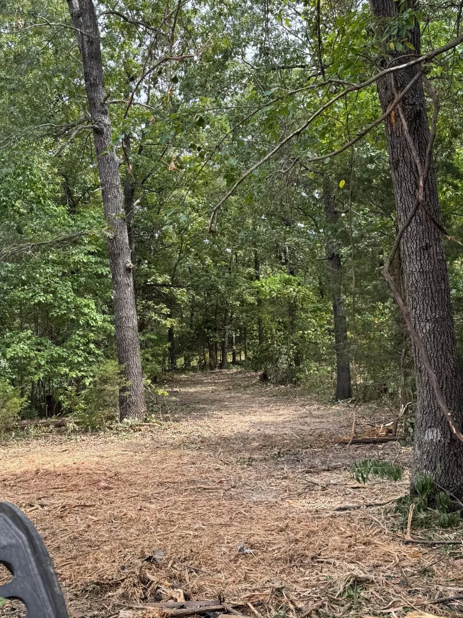 A forest trail surrounded by trees and greenery, with sunlight filtering through the leaves.