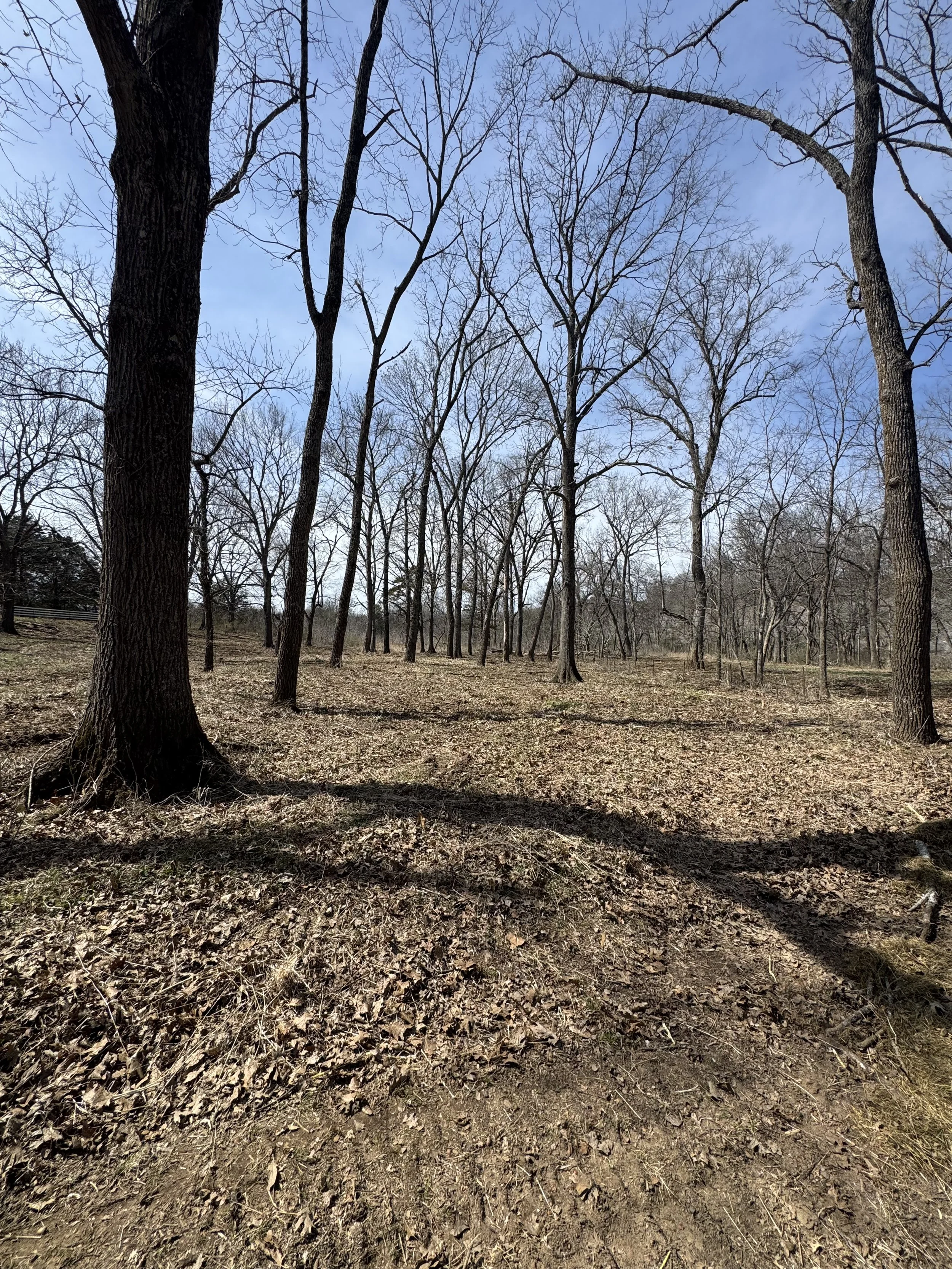 Forestry Mulching in Highlandville