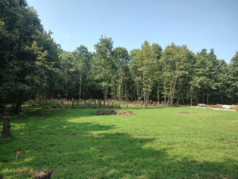 Overgrown property in Webster County, Missouri before tree pulling and site grading for a future septic system installation.