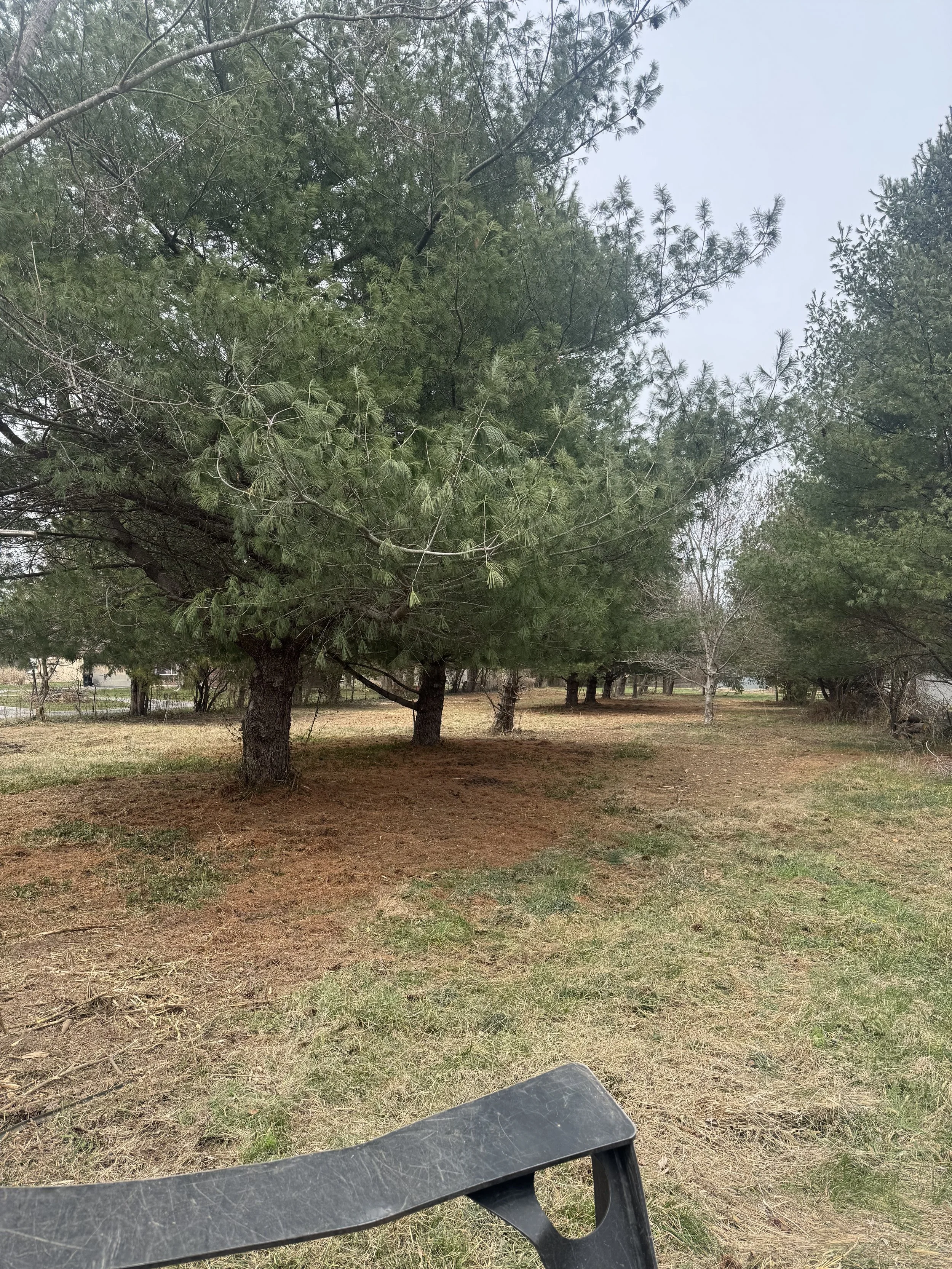 Outdoor scene with trees, grass, and several large pine trees. There is a black plastic lounge chair in the foreground on the ground covered with a mix of grass and dirt.