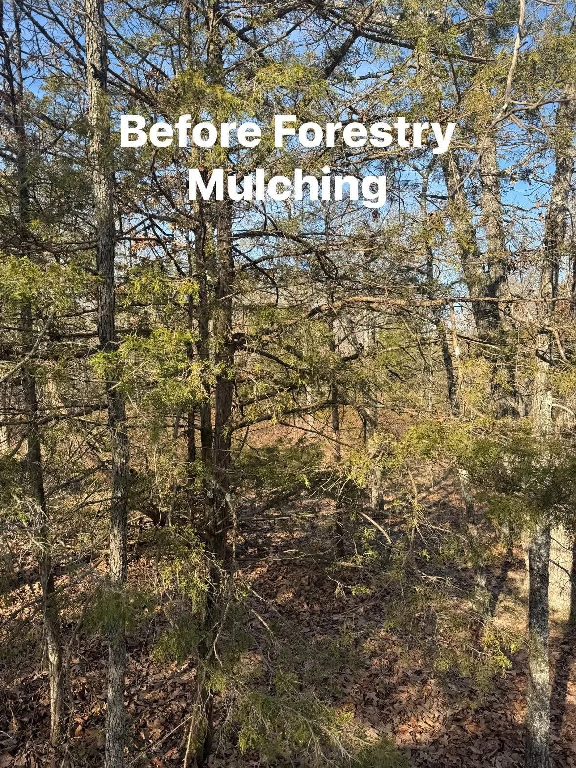 Forested area with trees and dry leaves on the ground, with text overlay saying 'Before Forestry Mulching'.