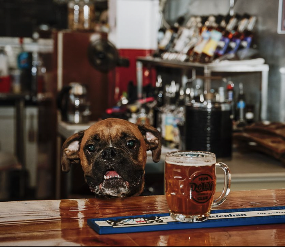A dog peeking over a wooden bar counter with a mug of beer in front of it, inside Deluxe Brewing. A Dog of Deluxe.