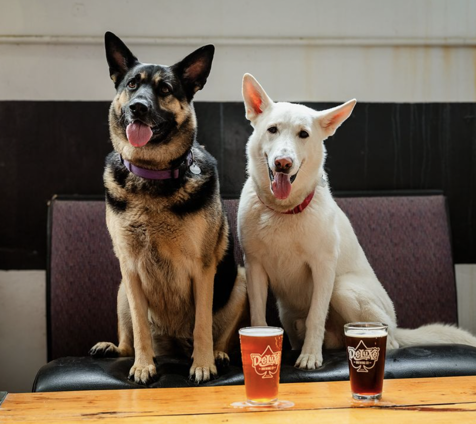 Two dogs sit side by side on a wood table with two glasses of beer in front of them.