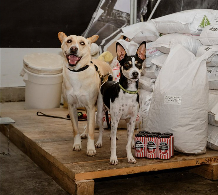 Two dogs standing on a wooden pallet in front of bags of grain, with cans of Wild Beaver beer nearby.