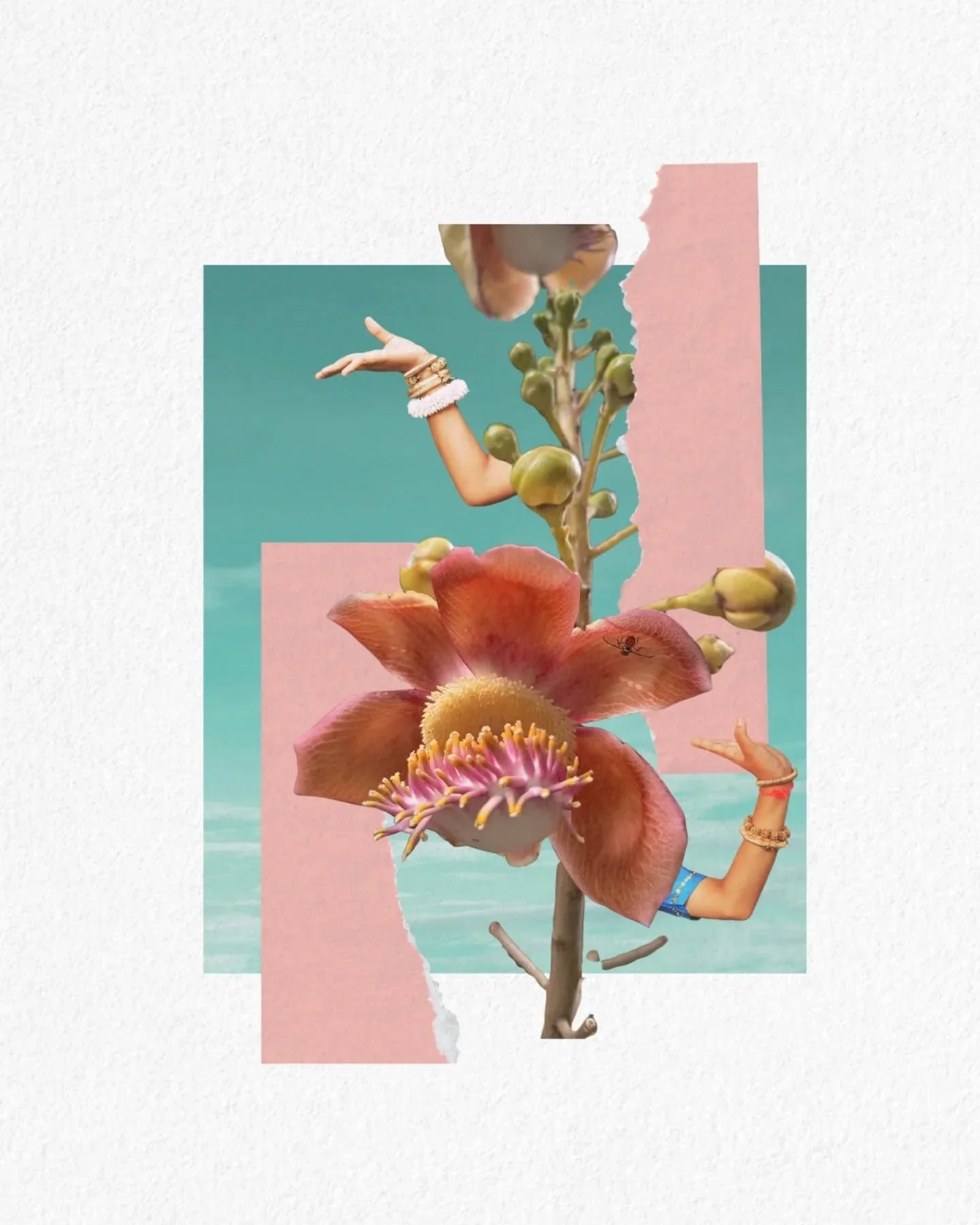 Been wanting to do some collages on this unique flower. In Khmer it is known as:&nbsp; រាំងភ្នំ (Raing Phnum), រាំងប្រសូត (Raing Prosot) ឬ សាលព្រឹក្ស (Sal Prek)

According to wikipedia: While the tree is not native to Asia, having only been introduce