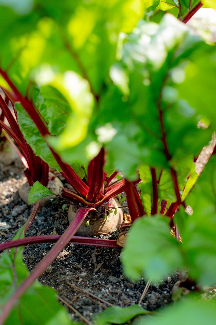 beet.jpg