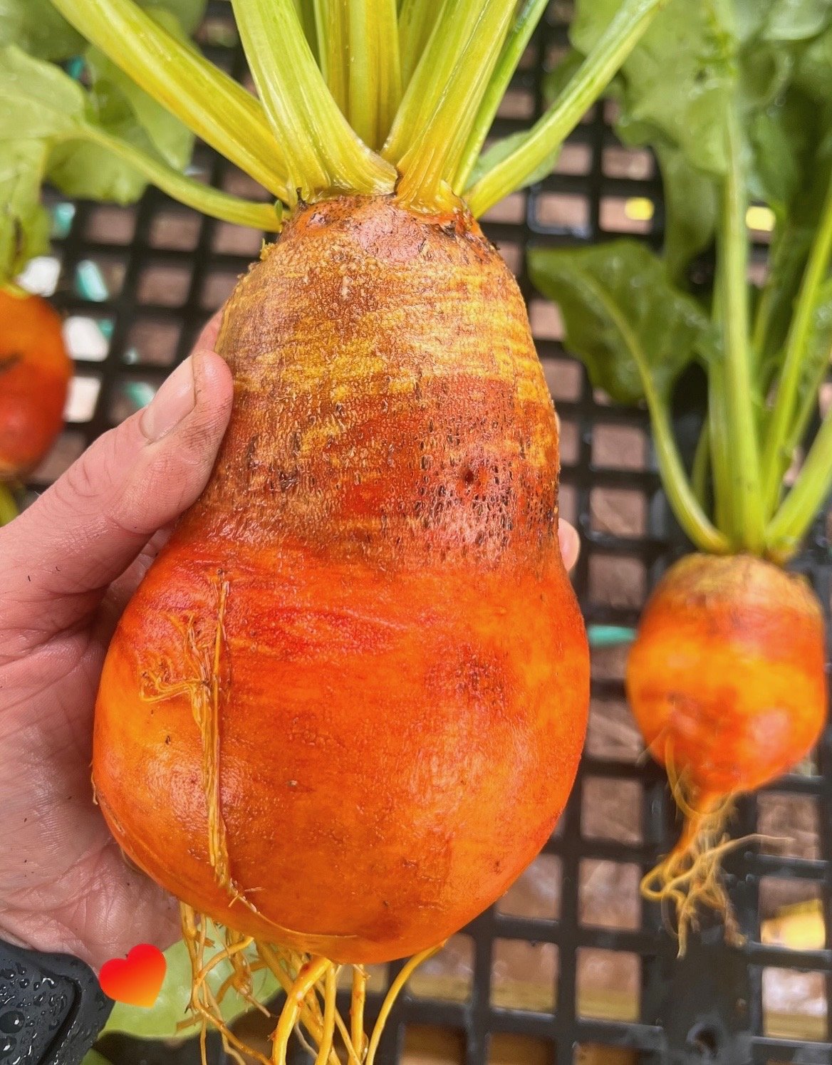 beetbeet.jpeg