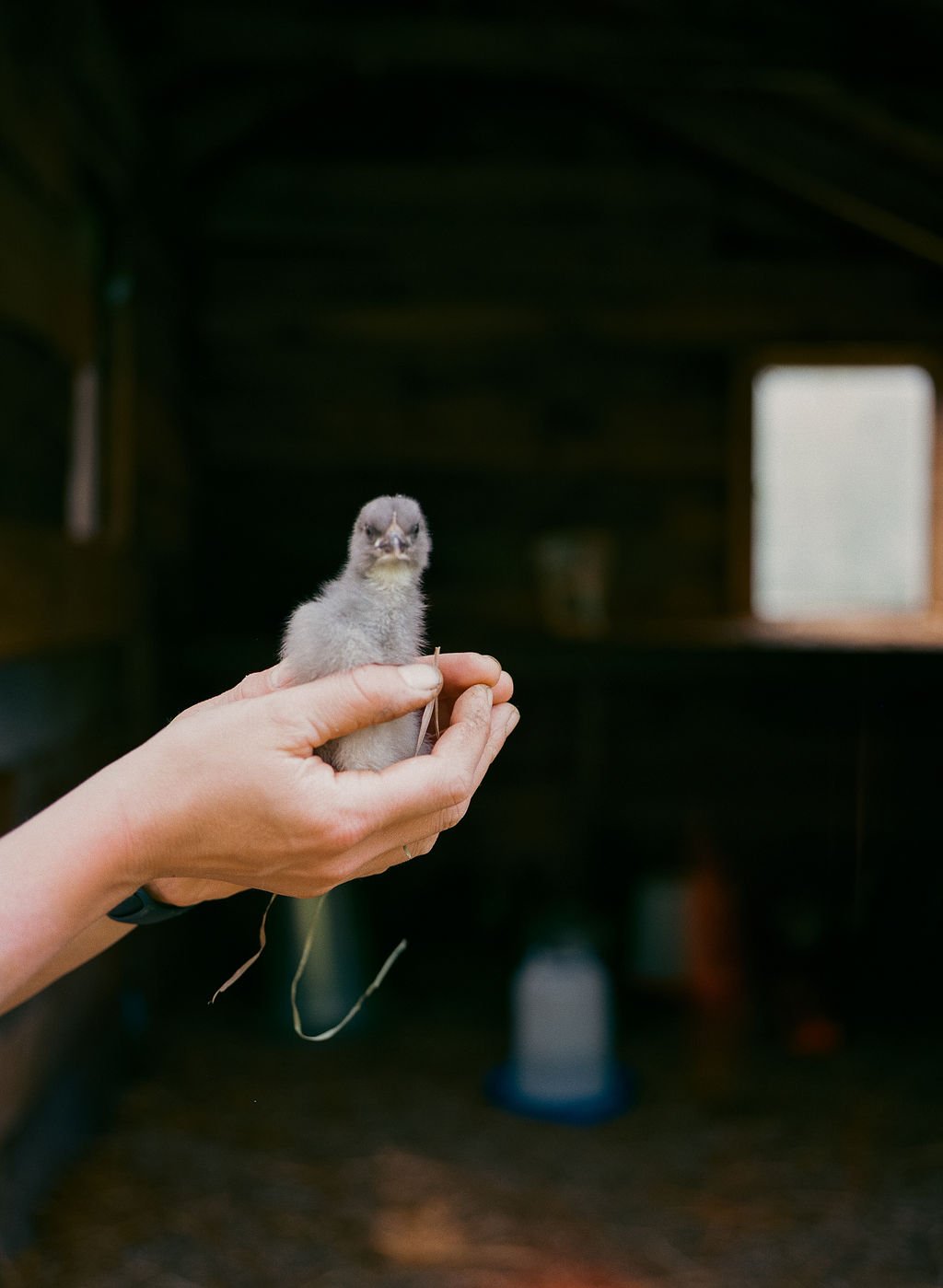 Troemner Farm Ecology