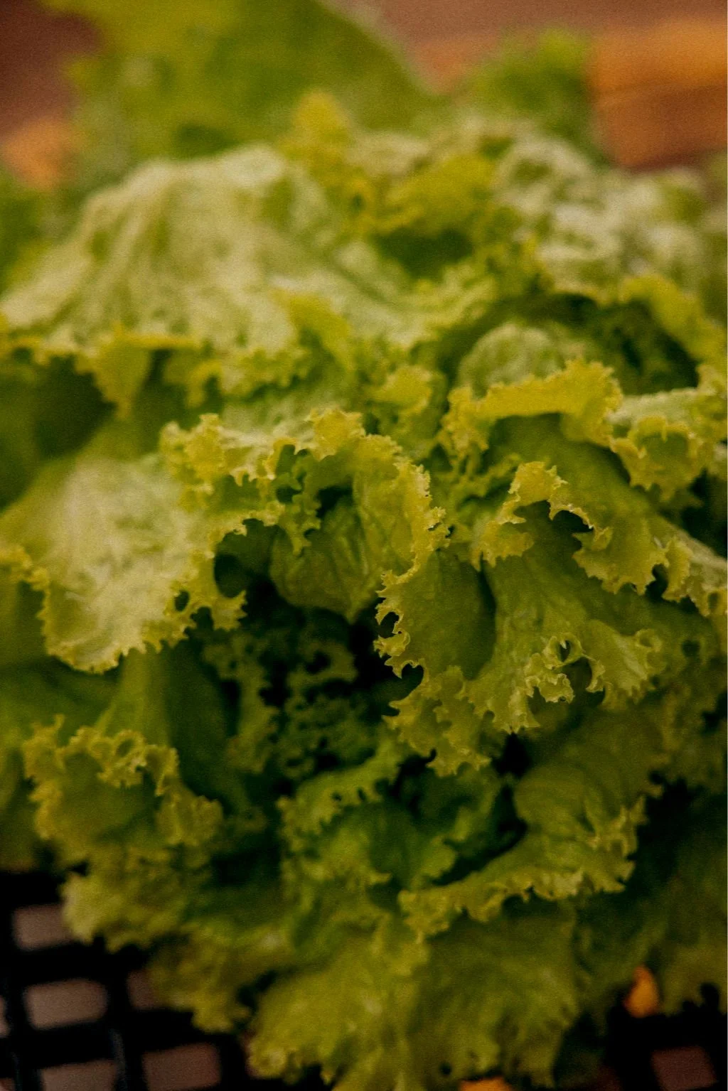Close-up of a bunch of curly lettuce leaves in a basket.