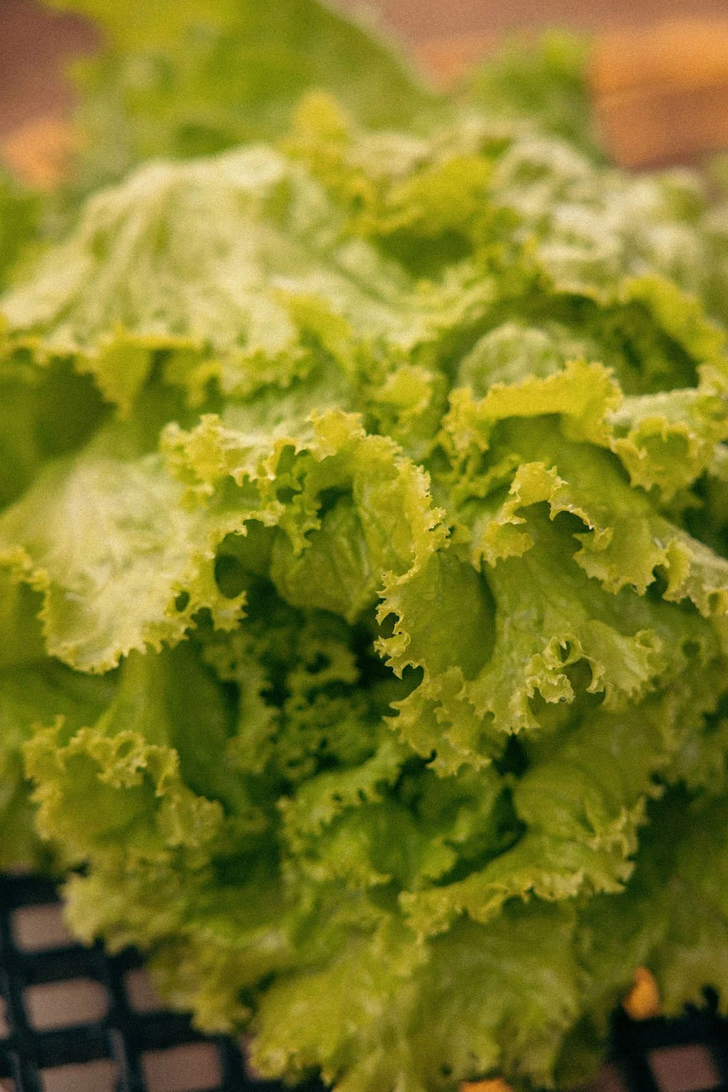Close-up of green curly lettuce leaves.