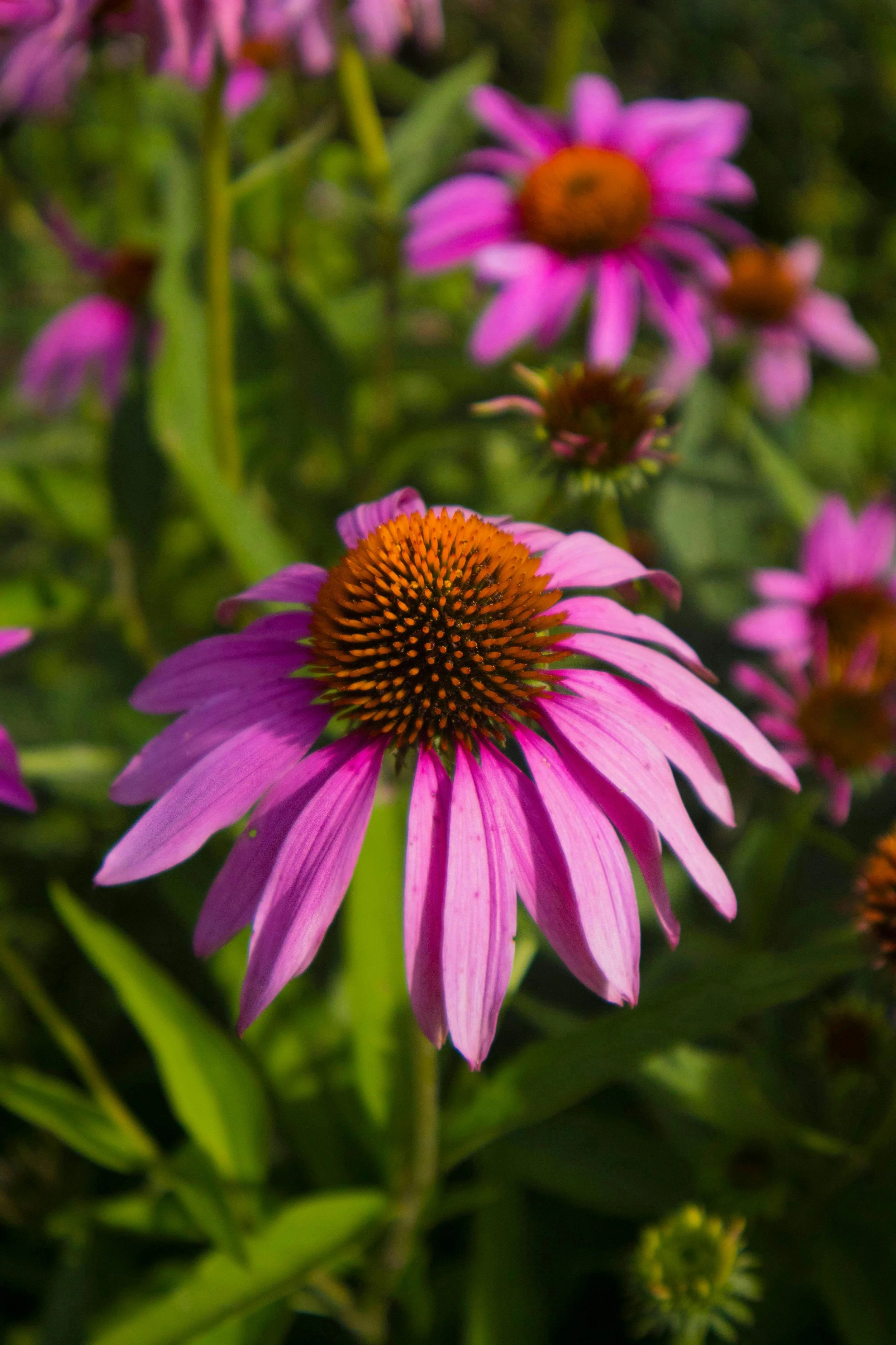Close-up of blooming native pollinator plant purple coneflower.