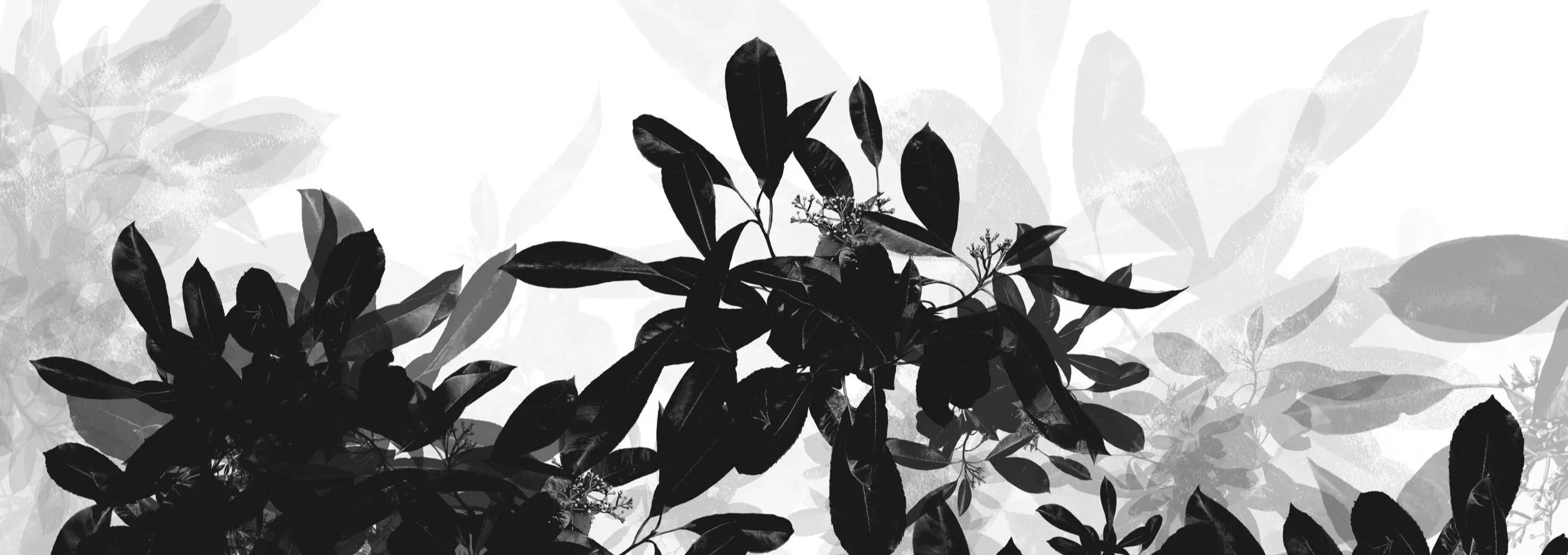 black and white leaves