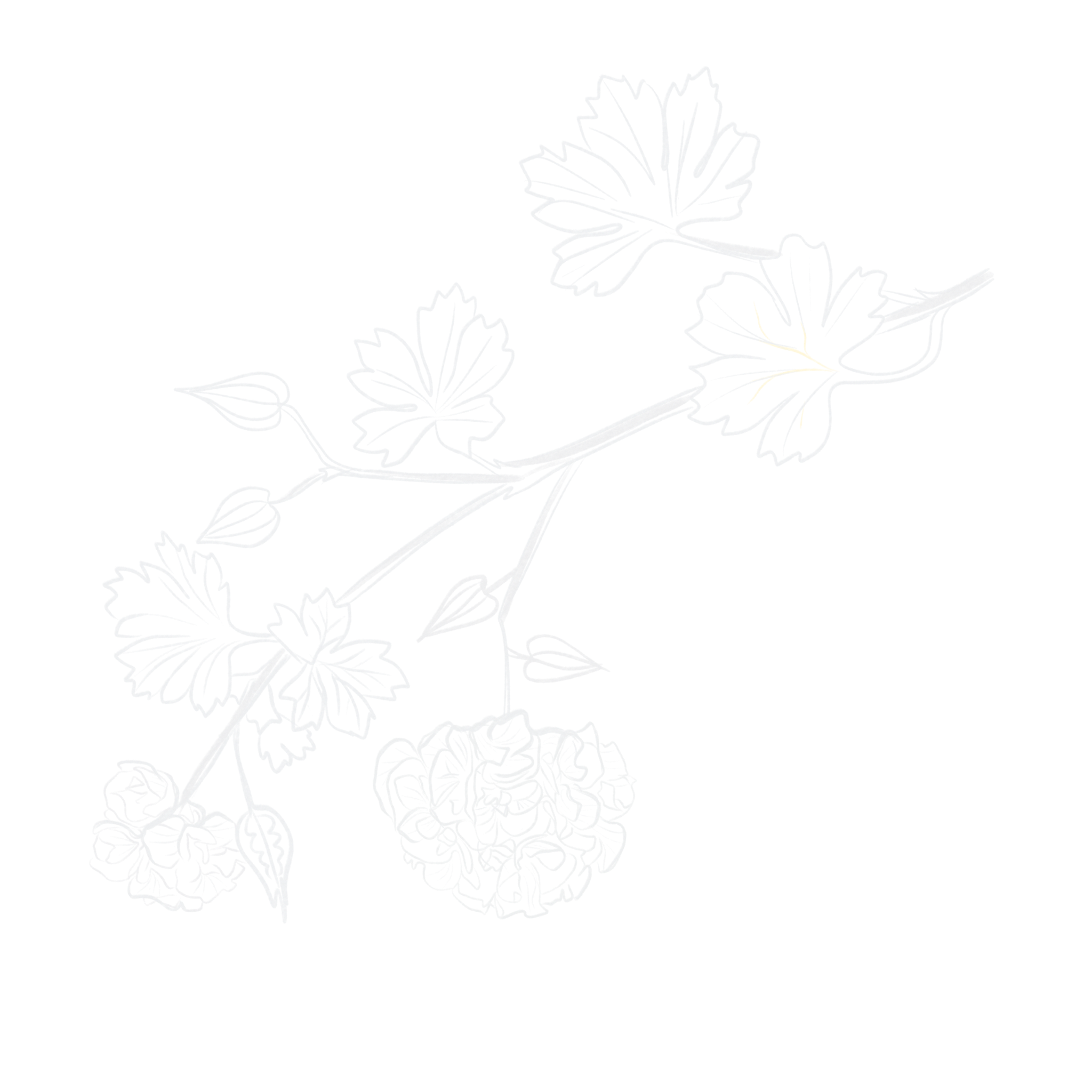 Line drawing of a plant with leaves, buds, and flowers on a black background.