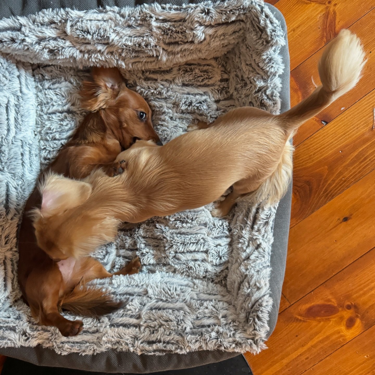 elite ultra featherweight matchup 🥊 

#dachshundpuppy #dachshund_love #puppydogeyes #dogmomaf #dogloversfeed #sausagedogs