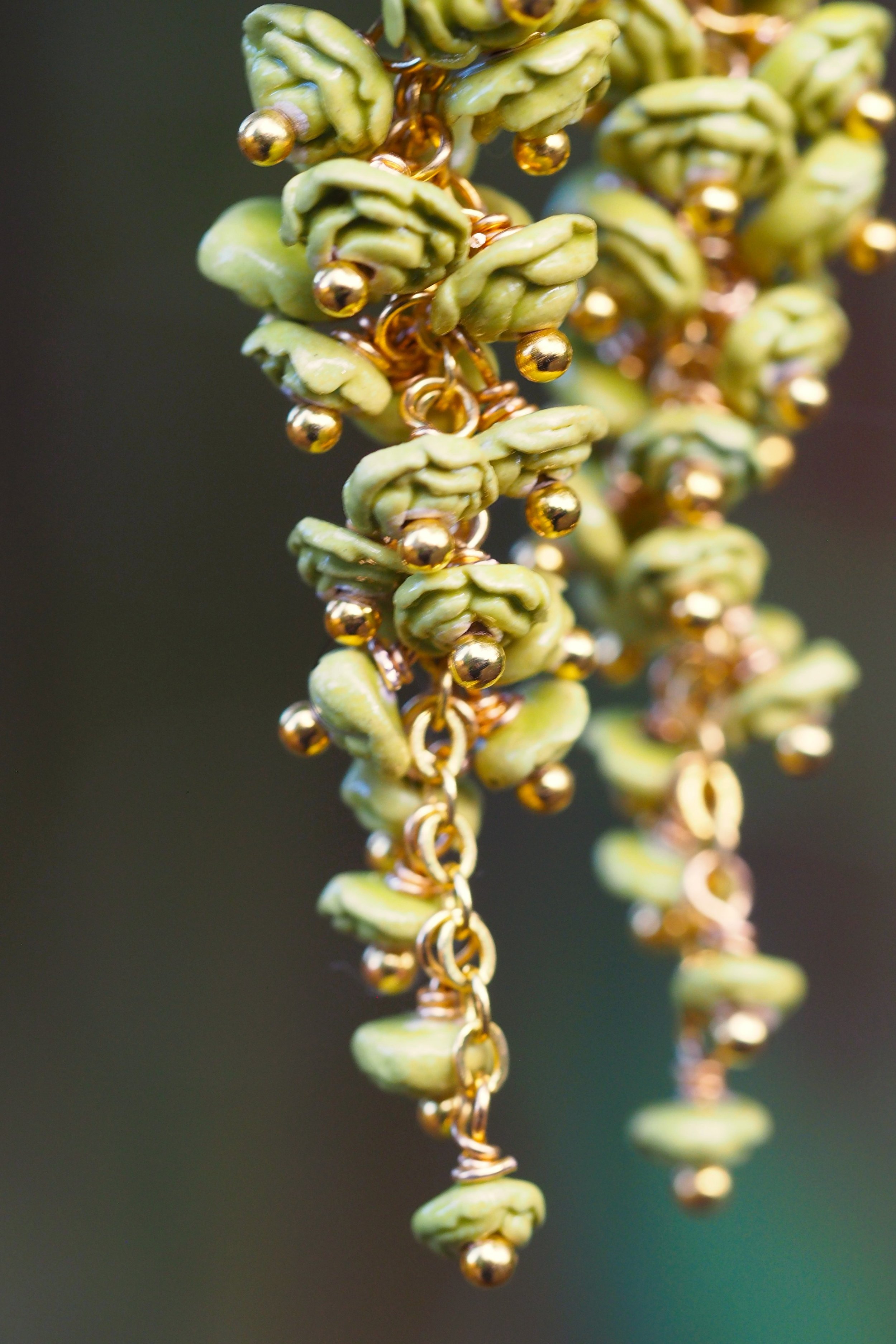 Rosa Chartreuse x1.JPG