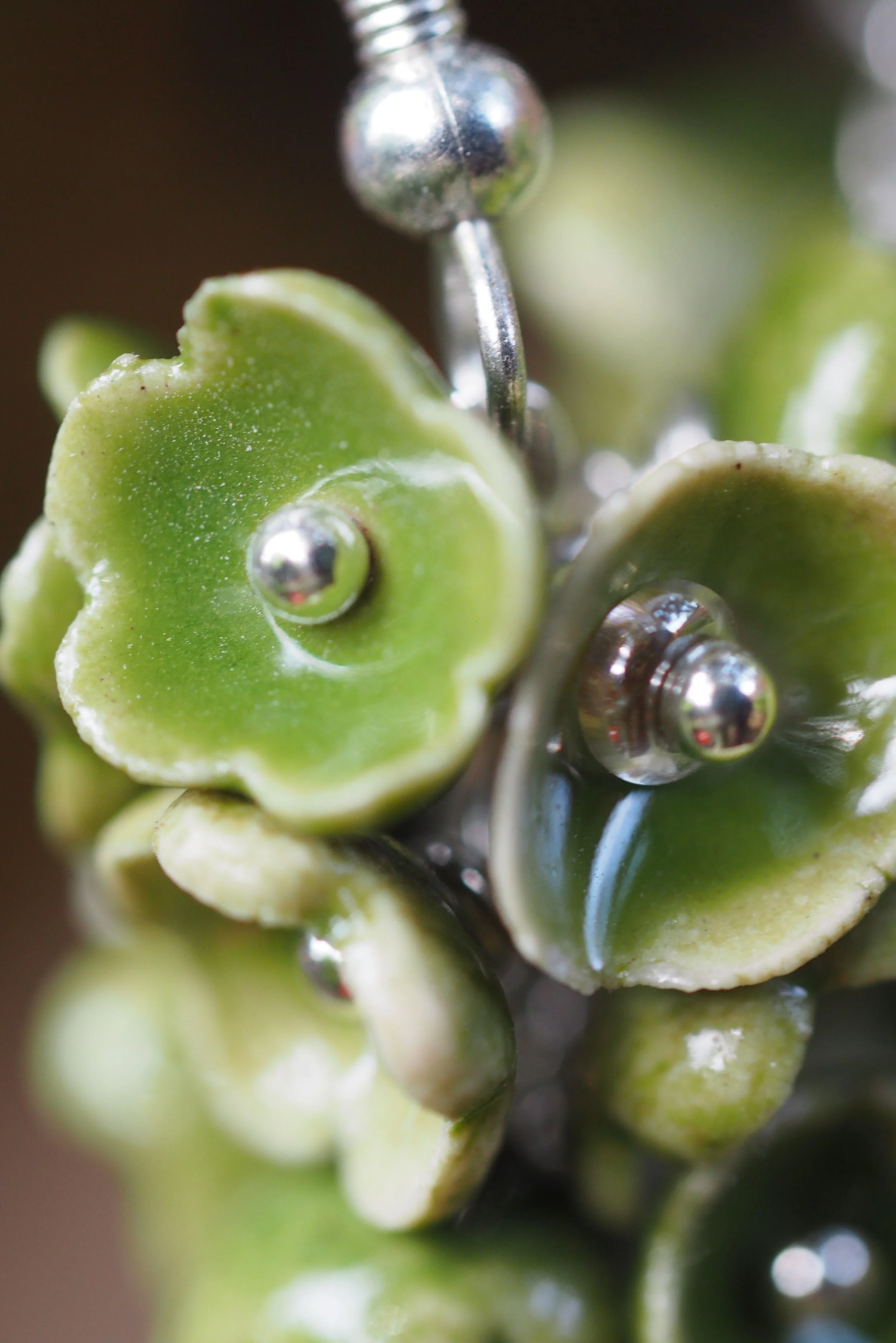 Flora Sylvox x01.JPG