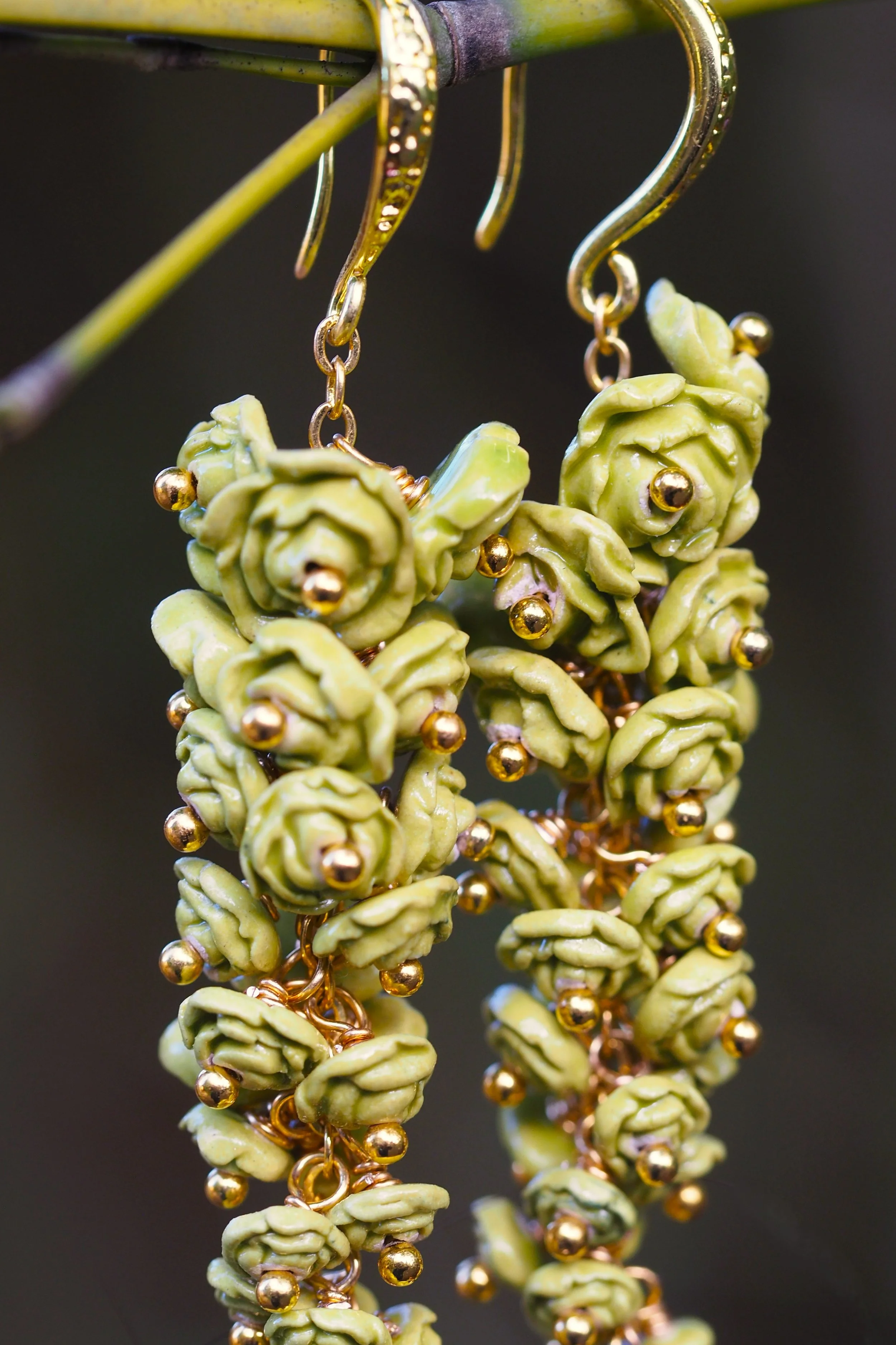 Rosa Chartreuse x4.JPG