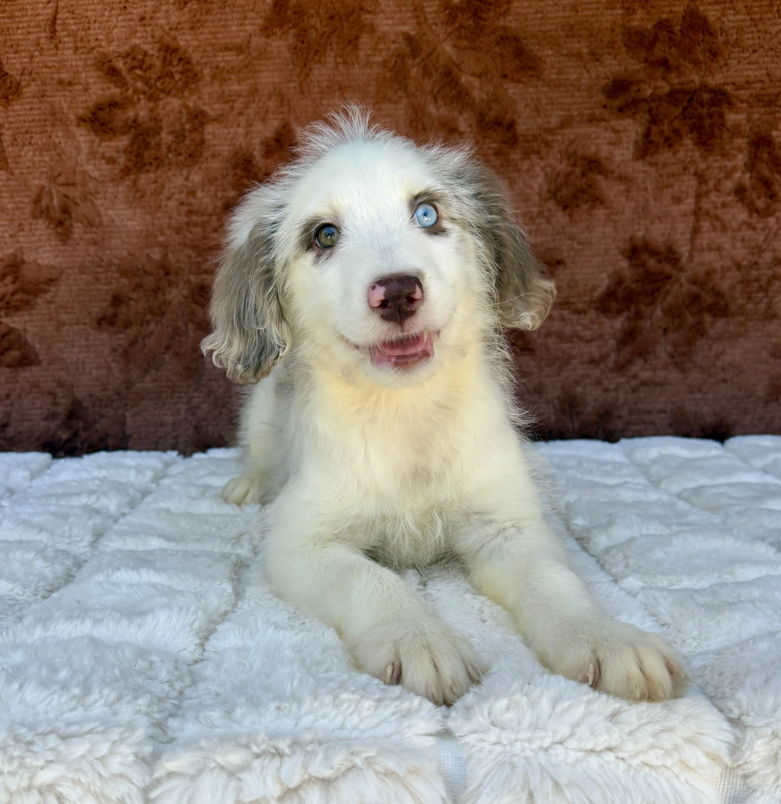 Amanda - F1 Aussiedoodle Female