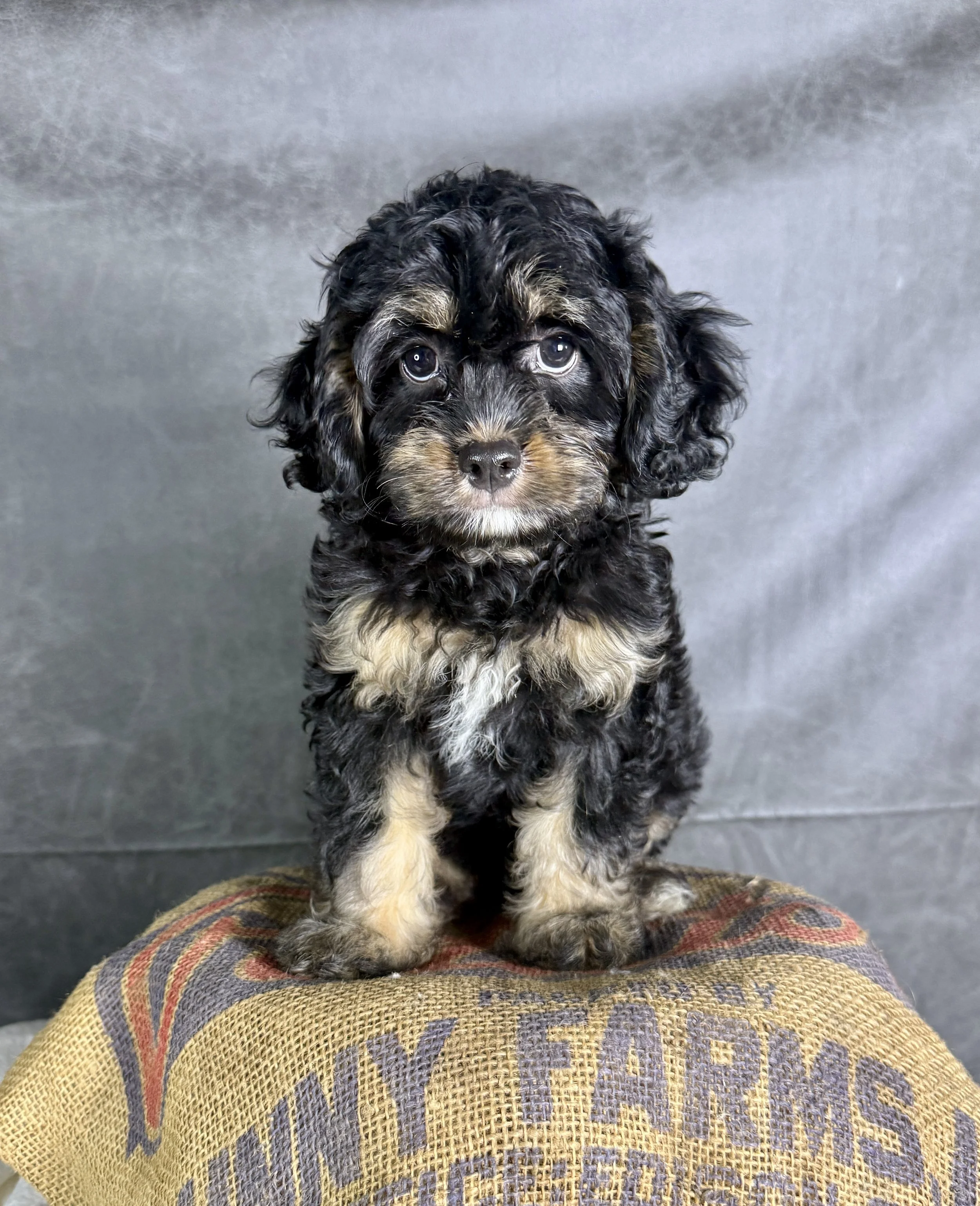 Charlotte- Cavapoo Female