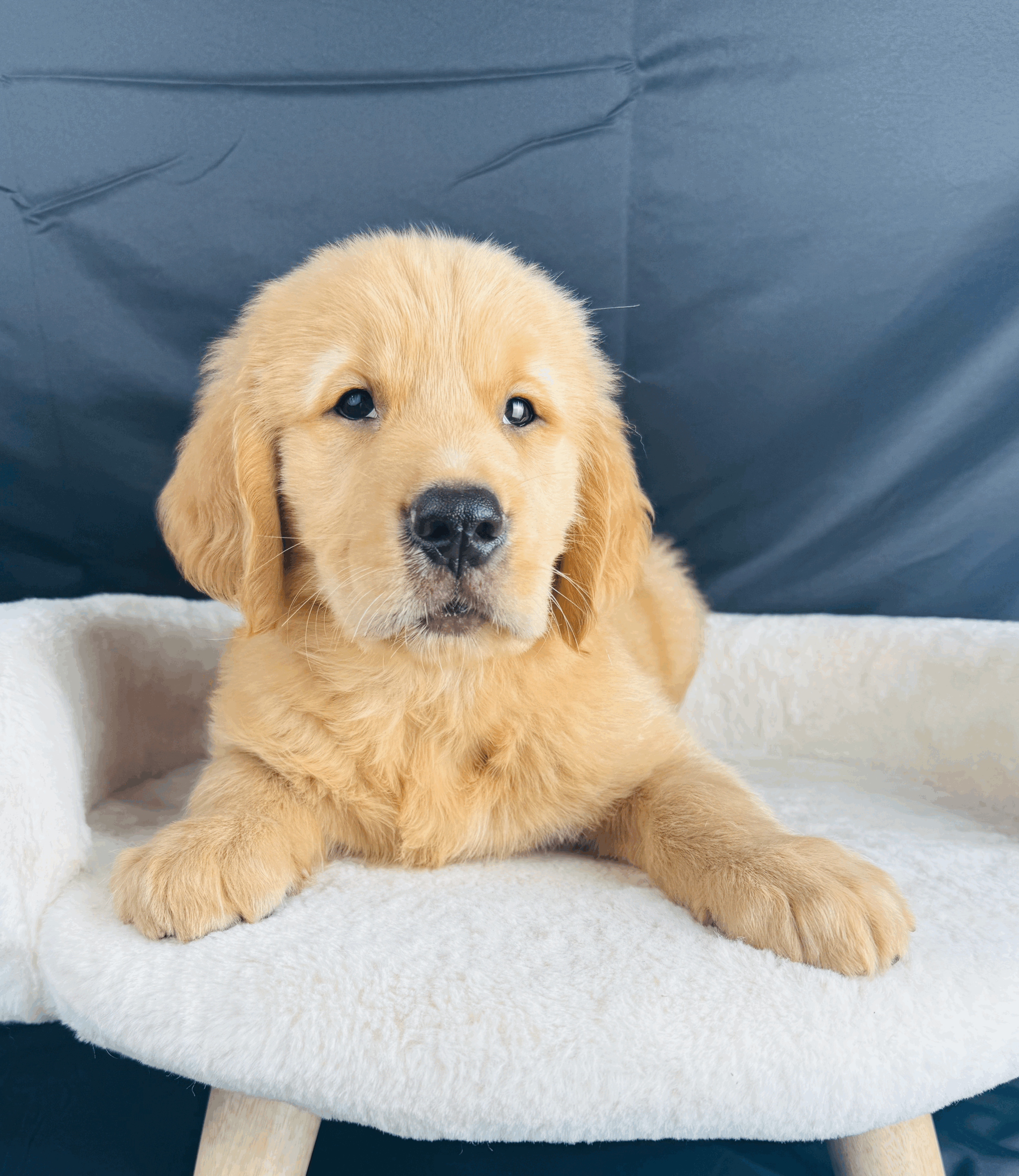 tempImageMYs9z8.gif