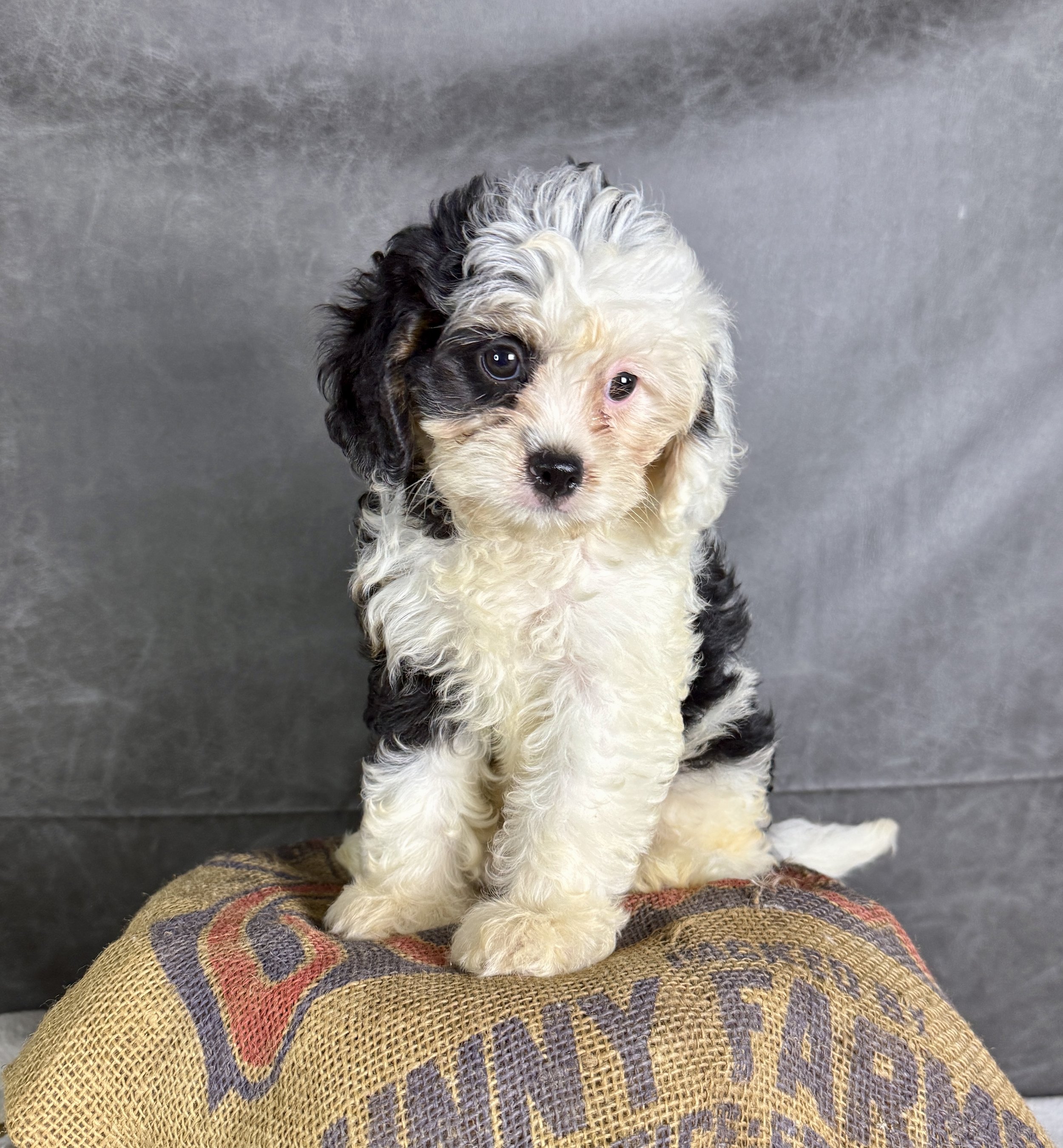 Fiona-Cavapoo Female