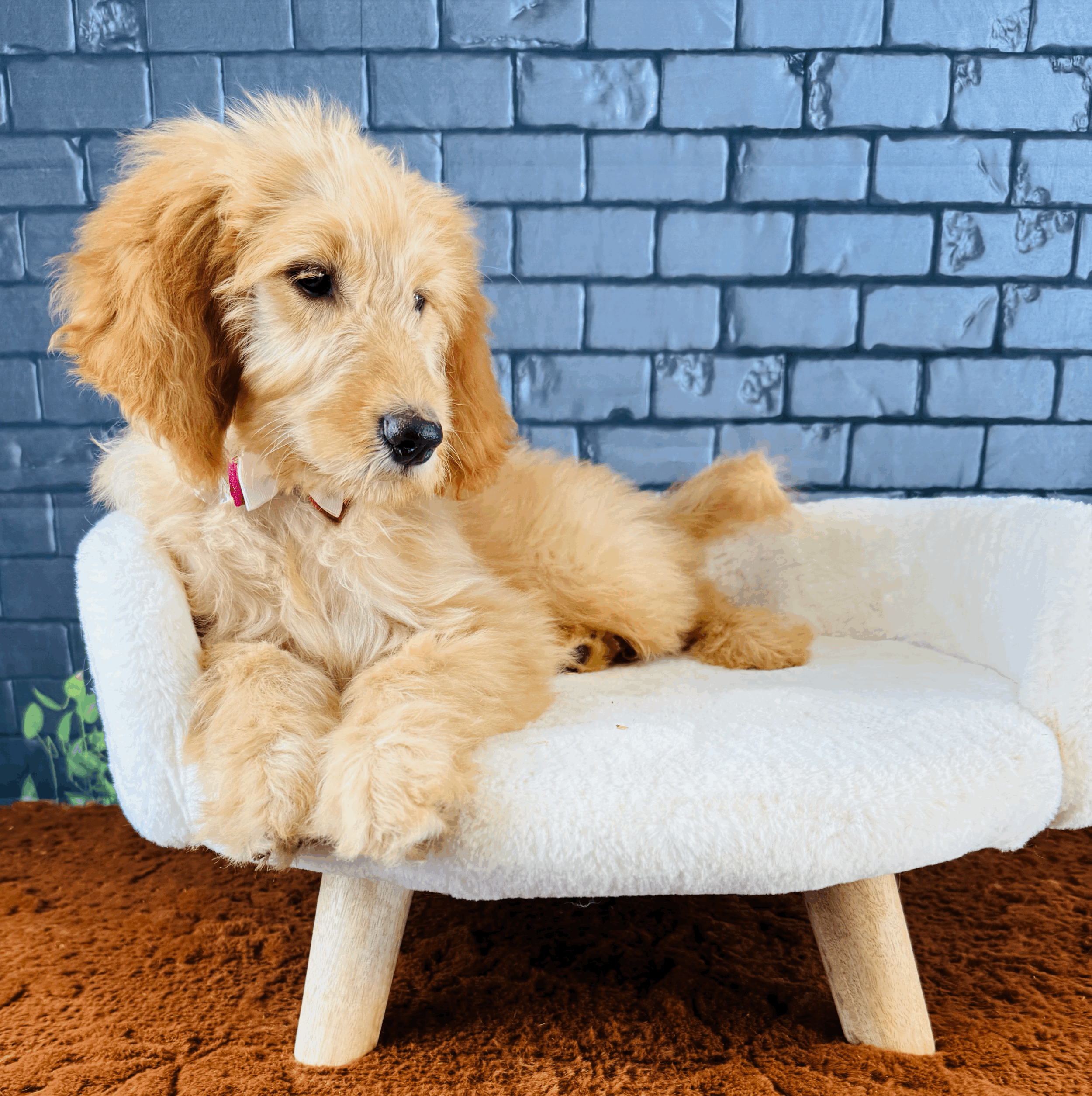 tempImagefbViSX.gif