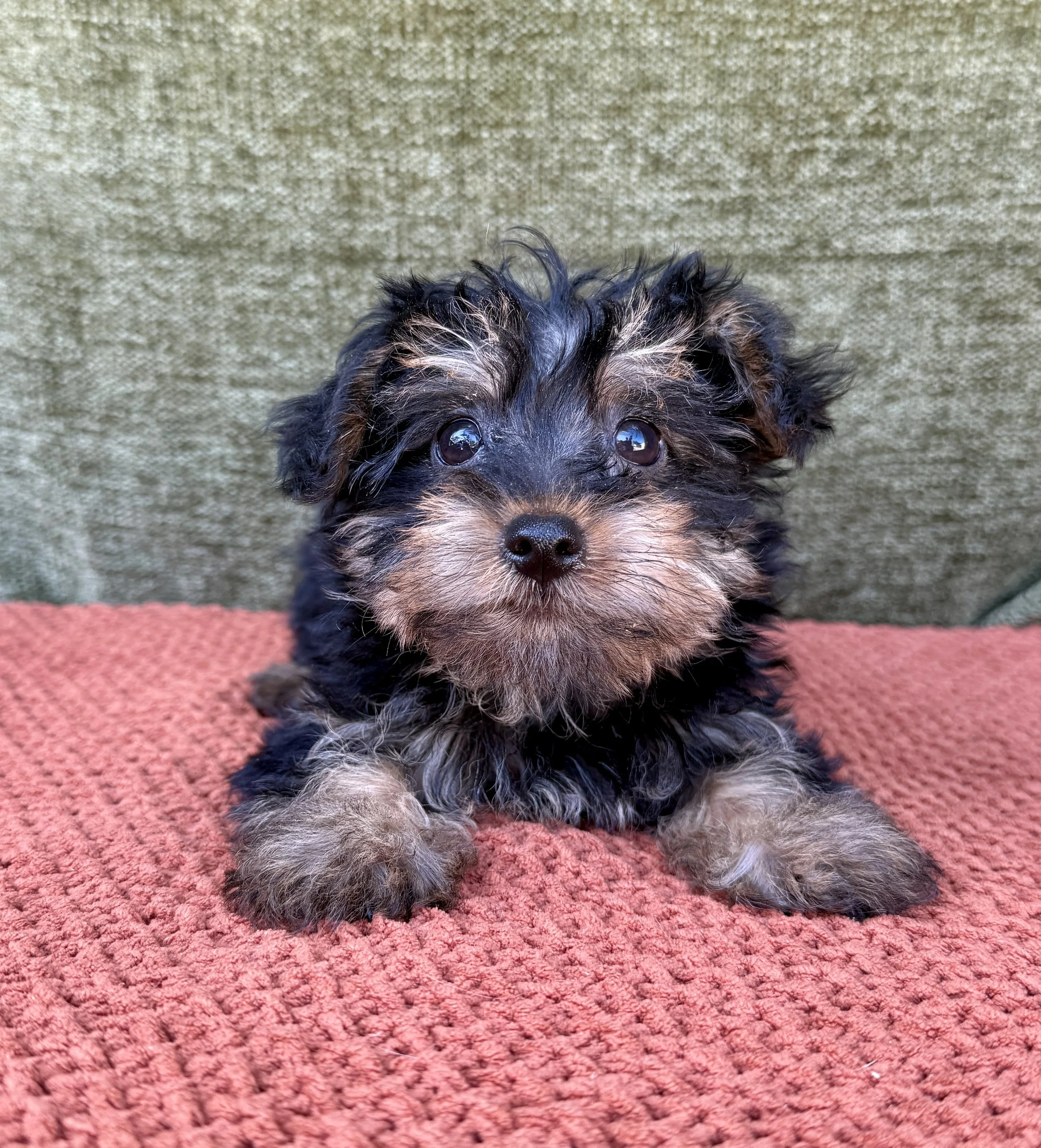 Luna- Yorkie Female