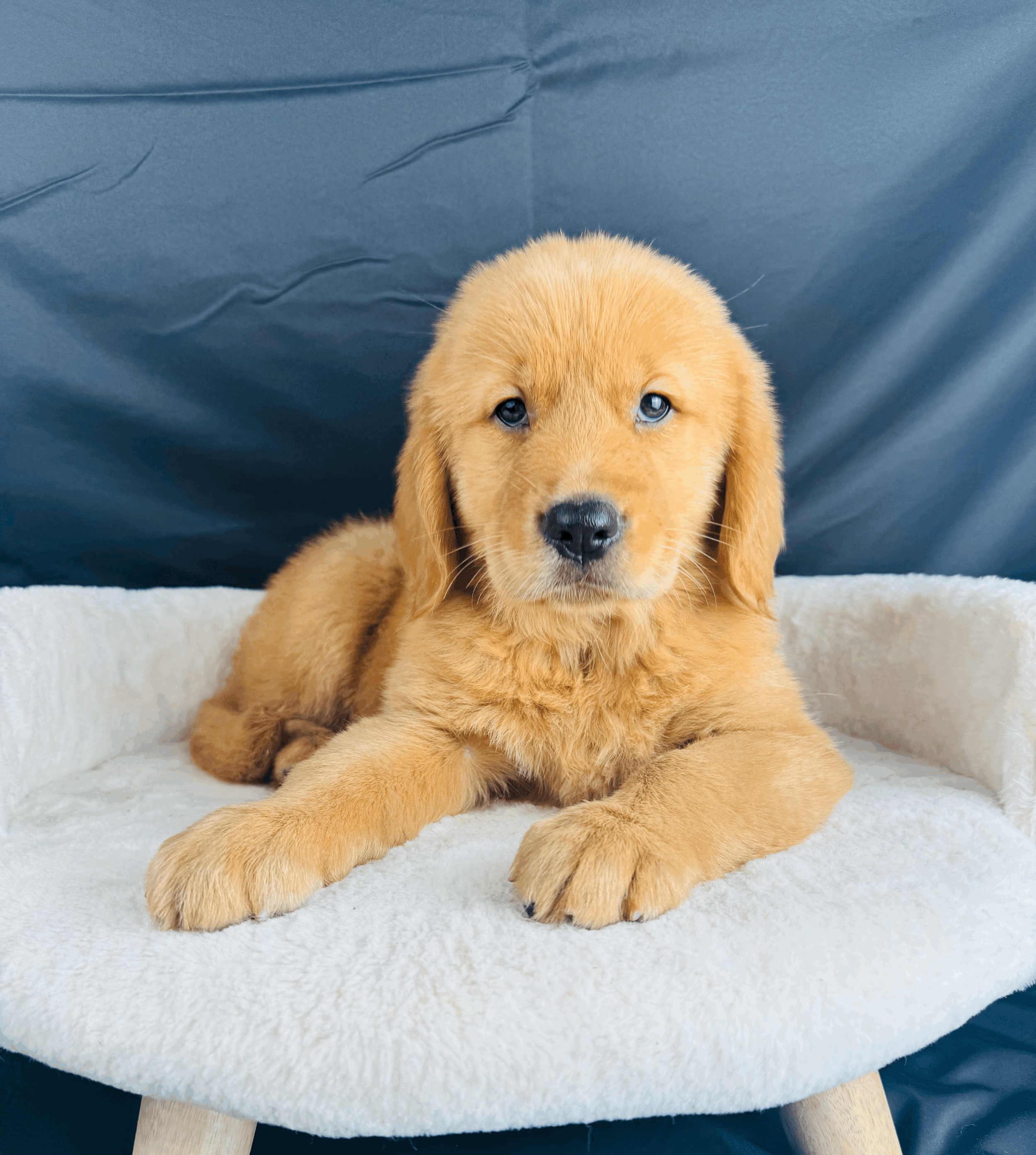 tempImageg0KlOs.gif