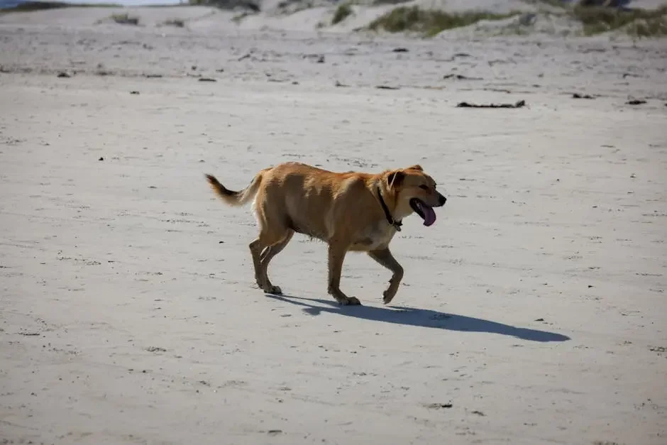 What Makes Golden Retrievers a Popular Choice in Florida?