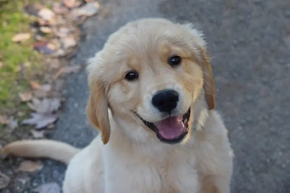 7 Tips for Finding Golden Retriever Puppies for Sale Near You