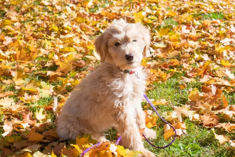 How Do I Choose the Right Doodle Puppy for My Family?