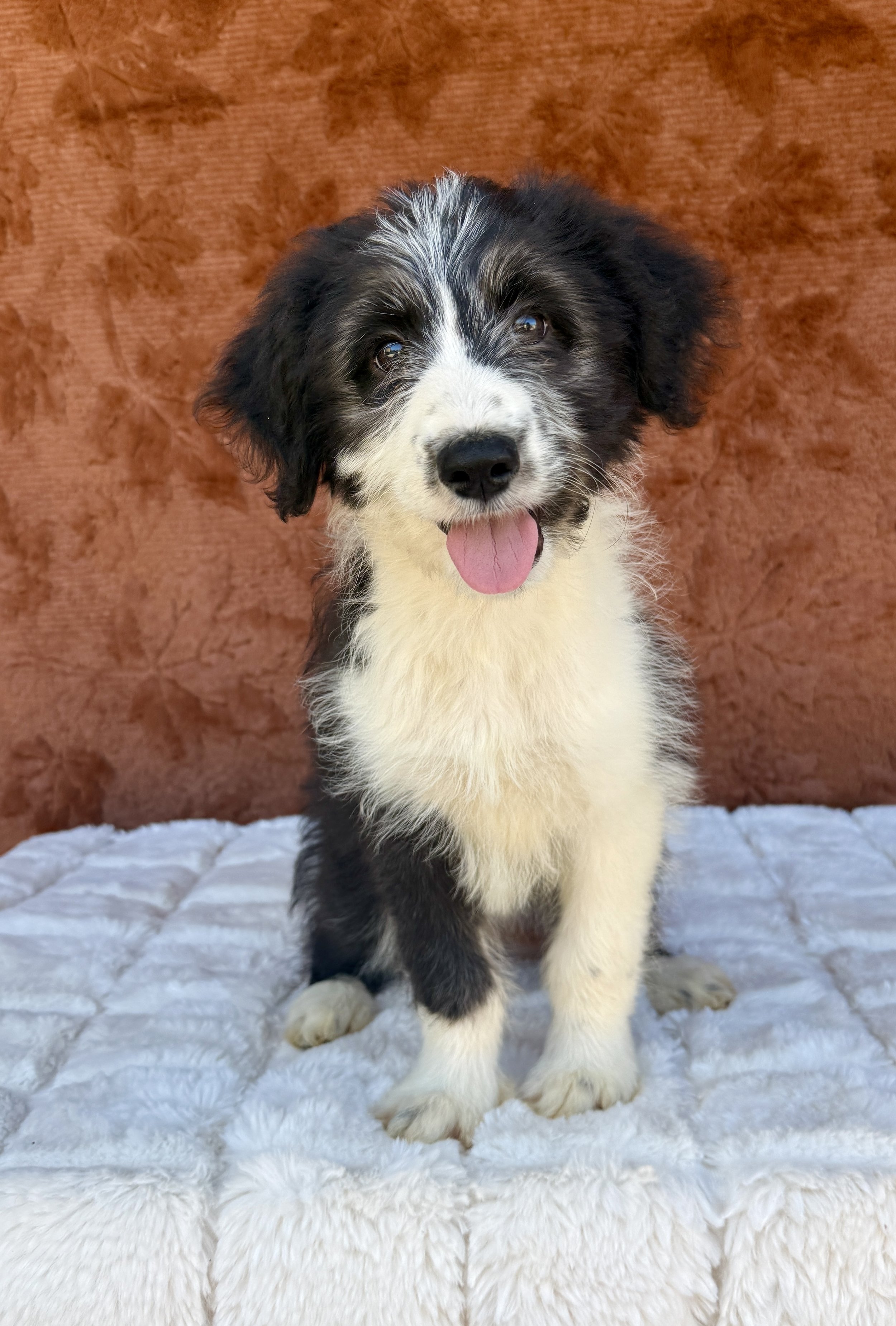 Sammy- F1 Aussiedoodle Male