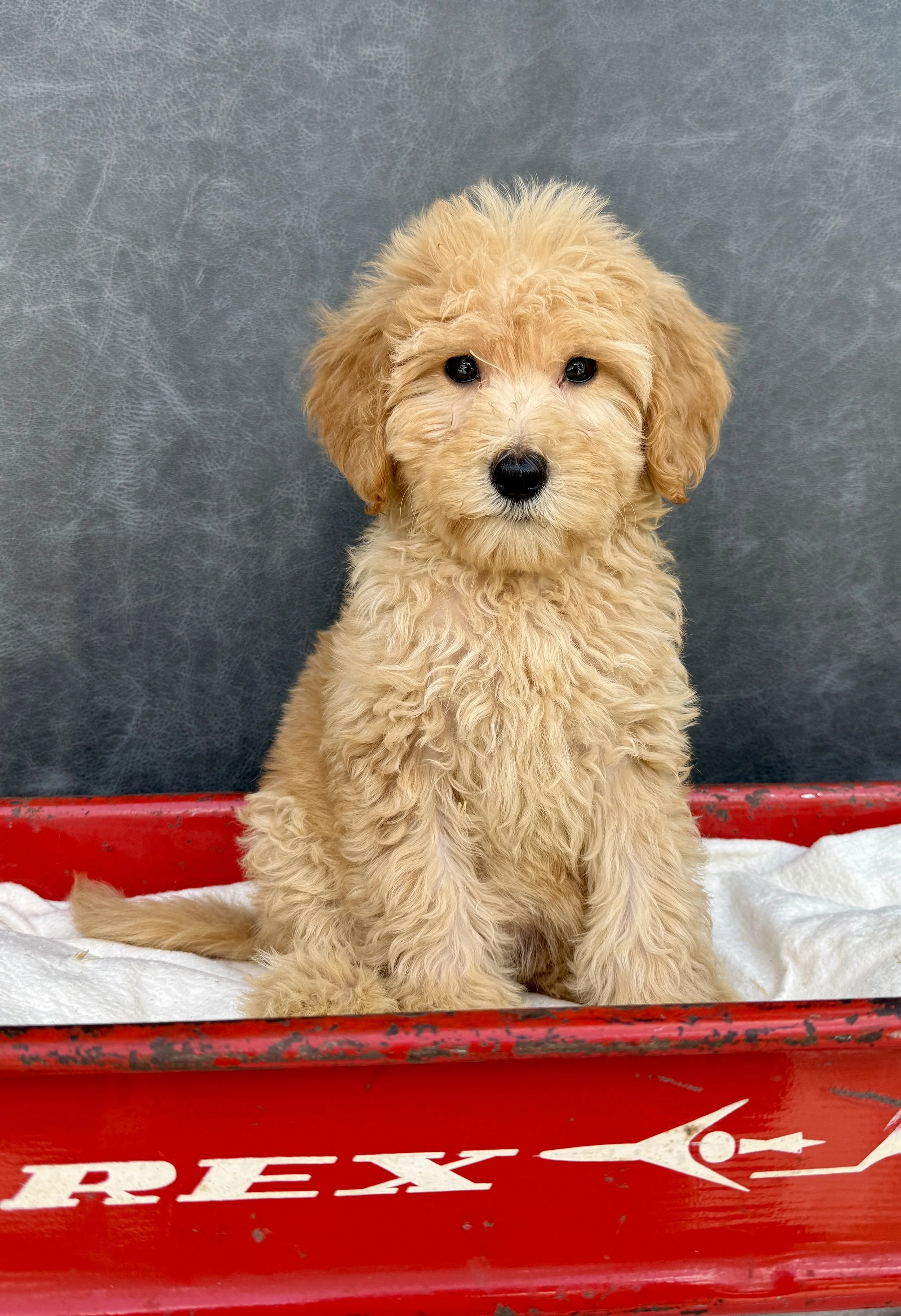 Jessie-Goldendoodle-Female