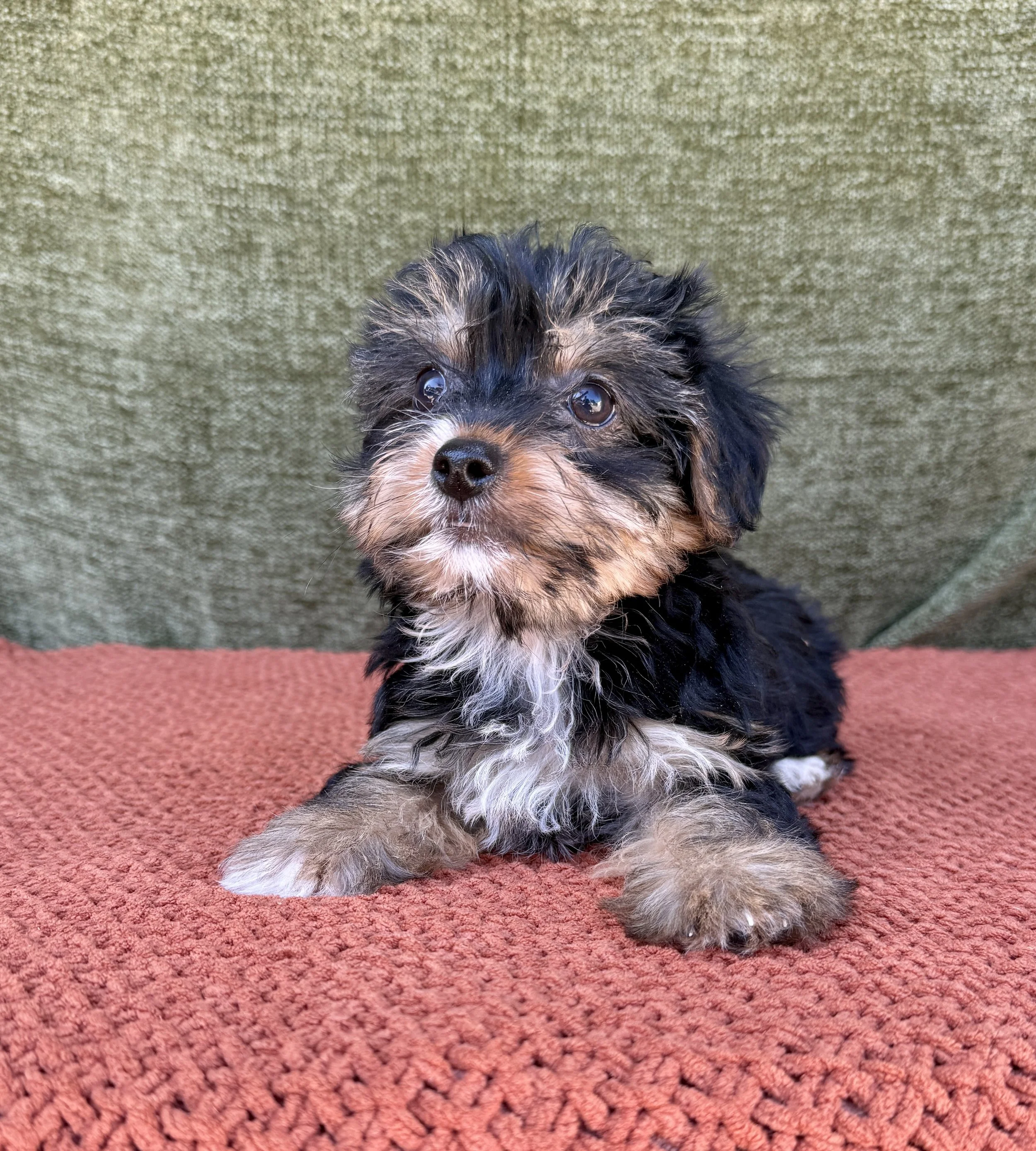 Bella- Yorkie Female