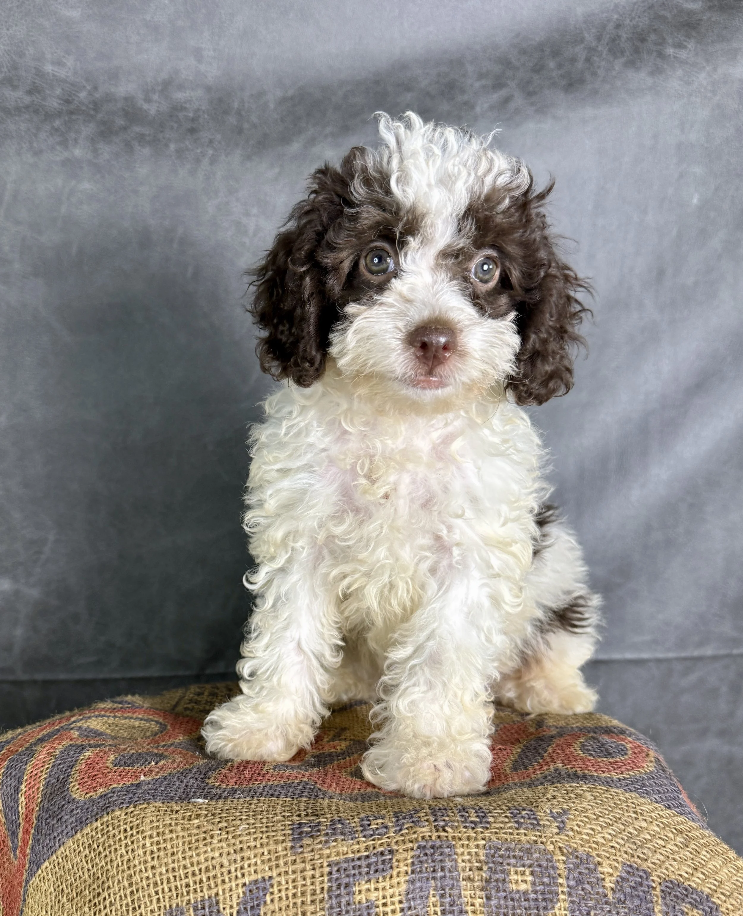 Hazel- Cavapoo Female