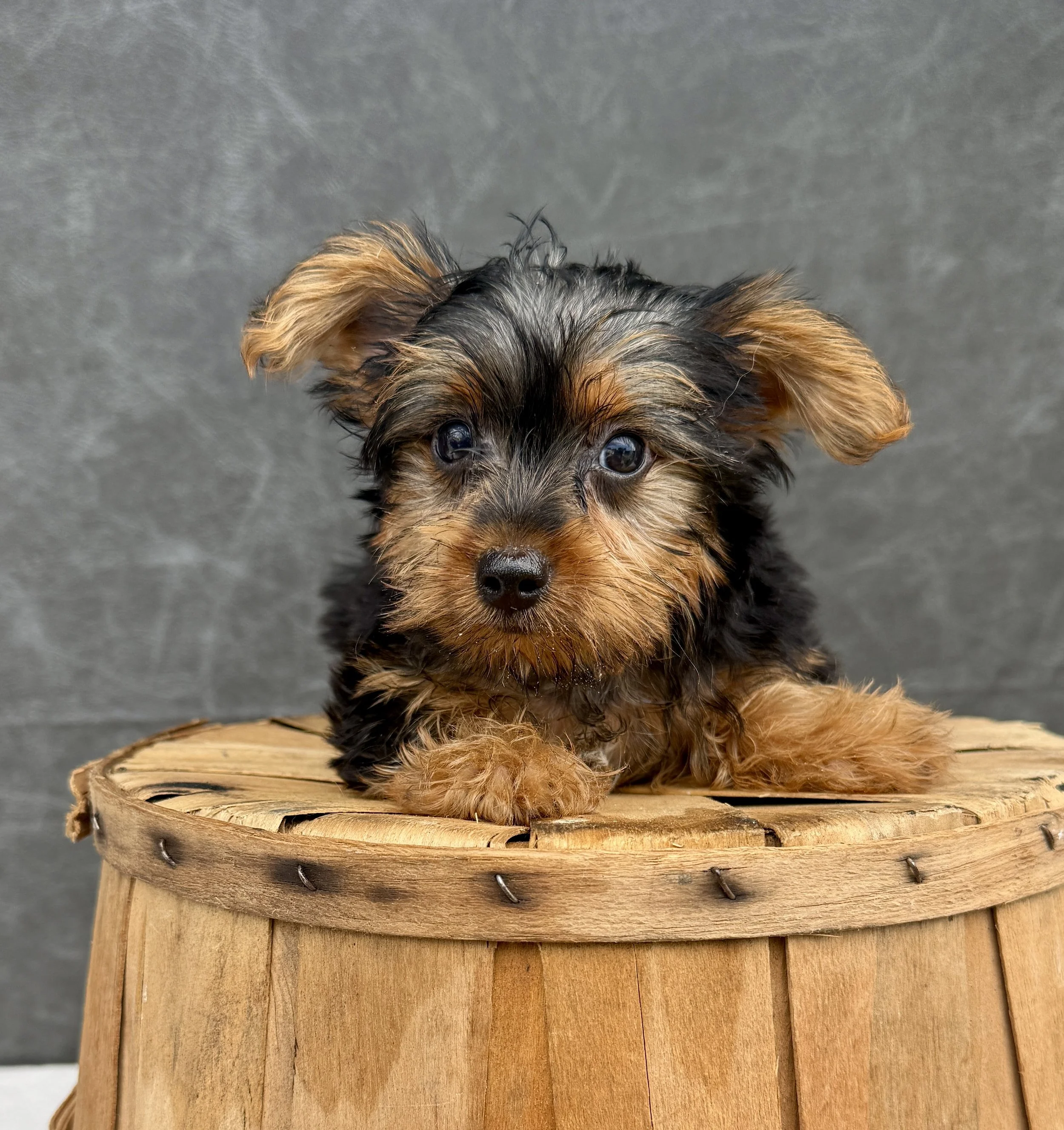 Armani-Yorkie Male