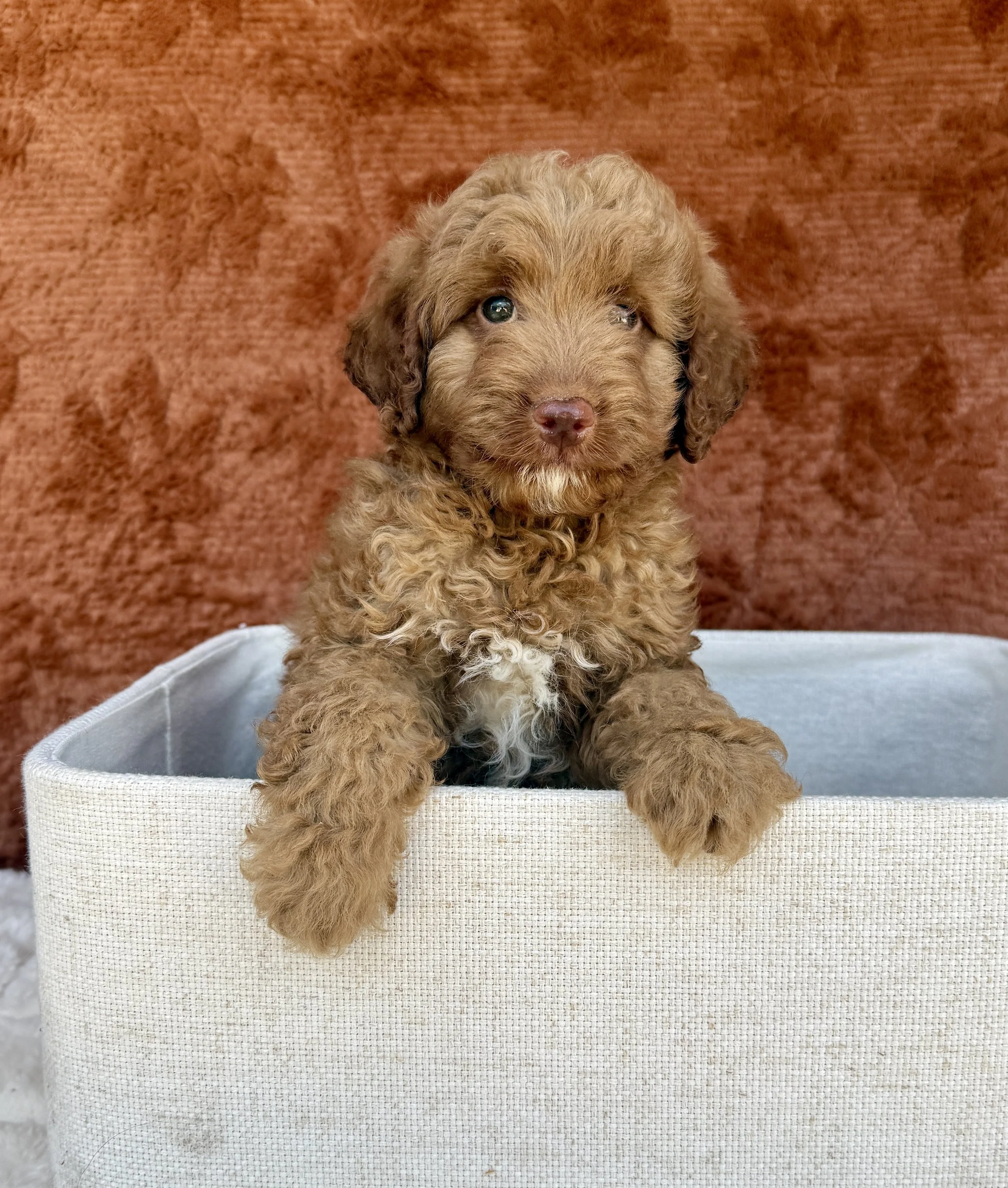 Teddy - Mini Goldendoodle Male
