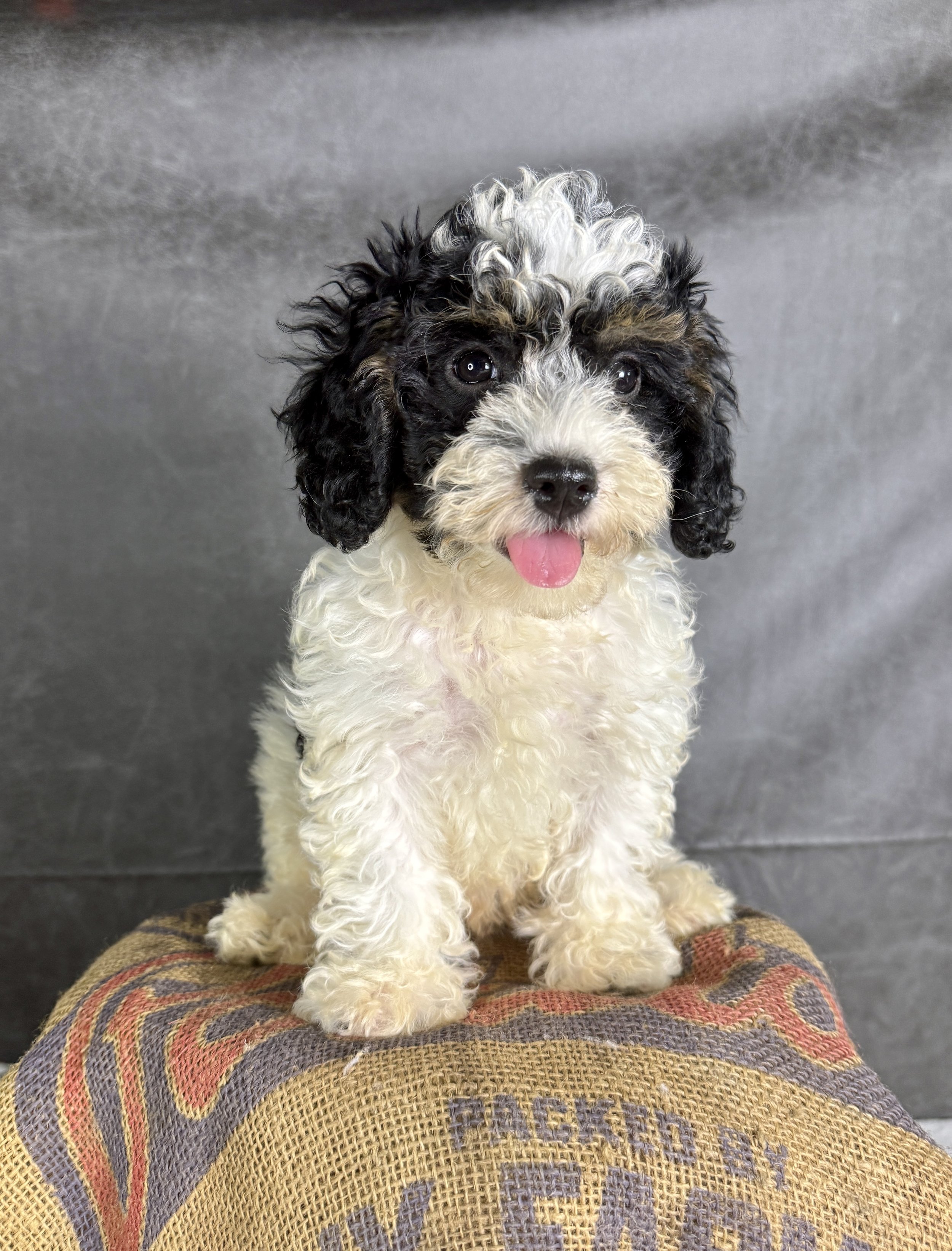 Brody-Cavapoo Puppies