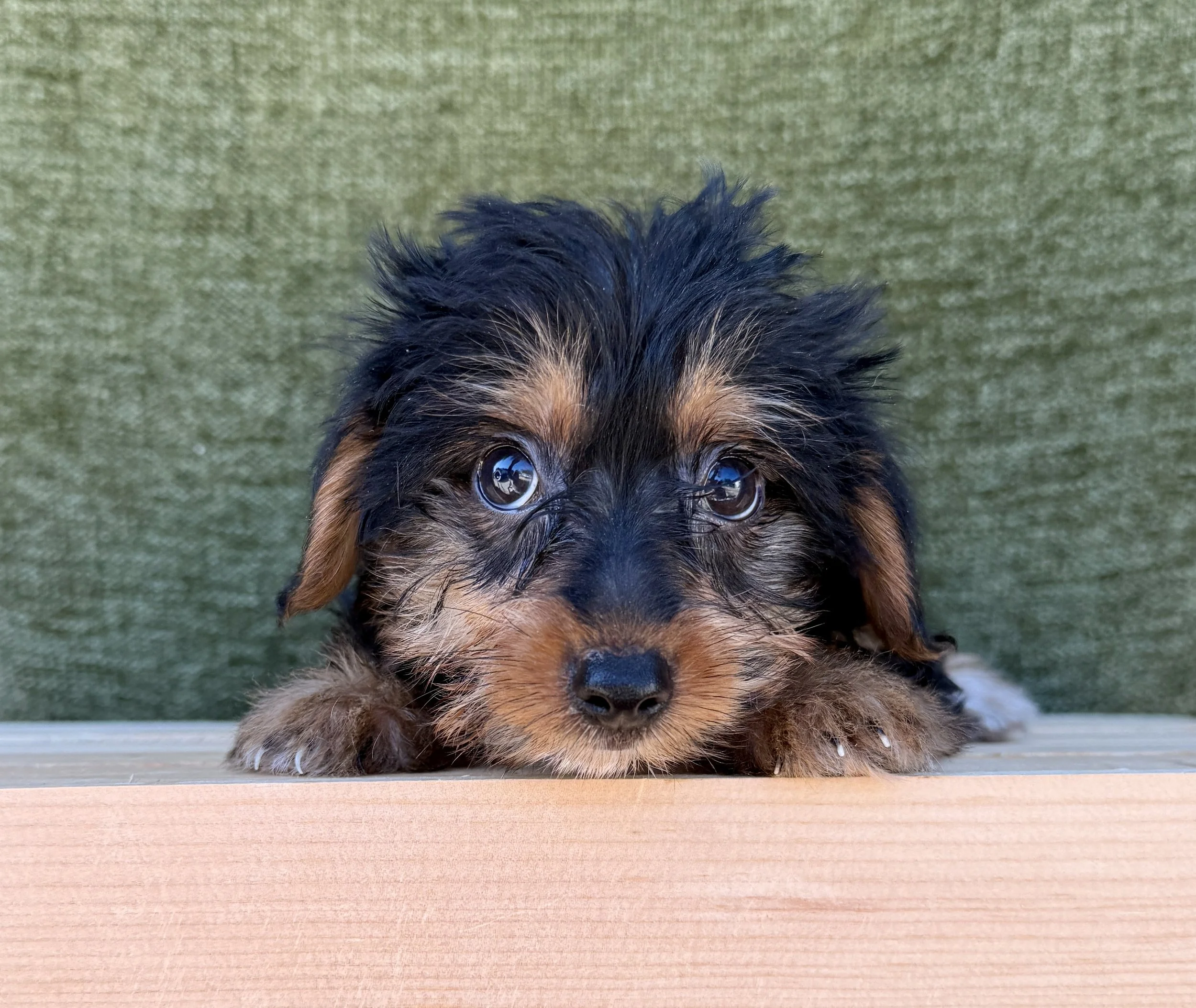 Drake- Yorkie Male