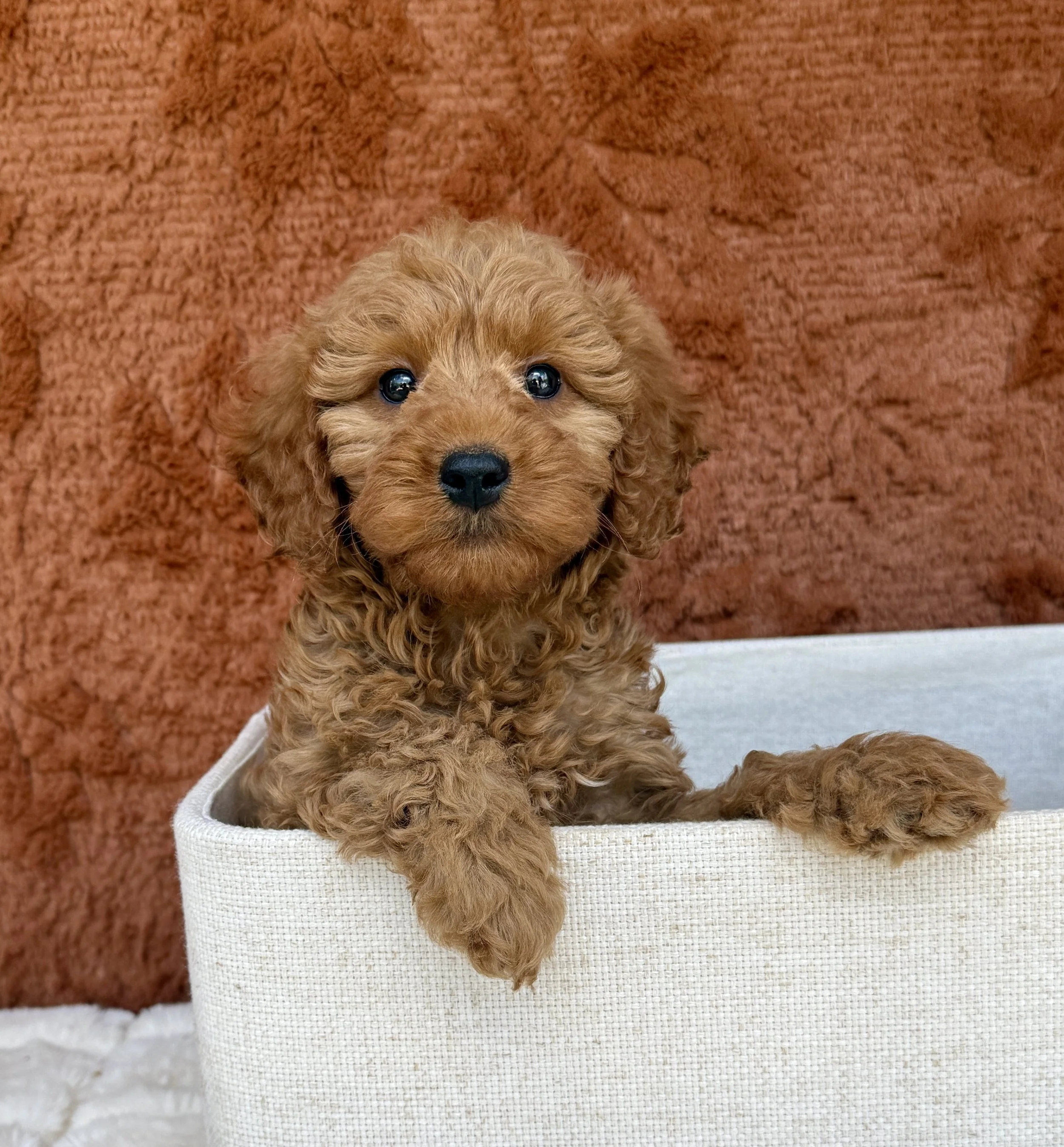 Jessie- Mini Goldendoodle Female