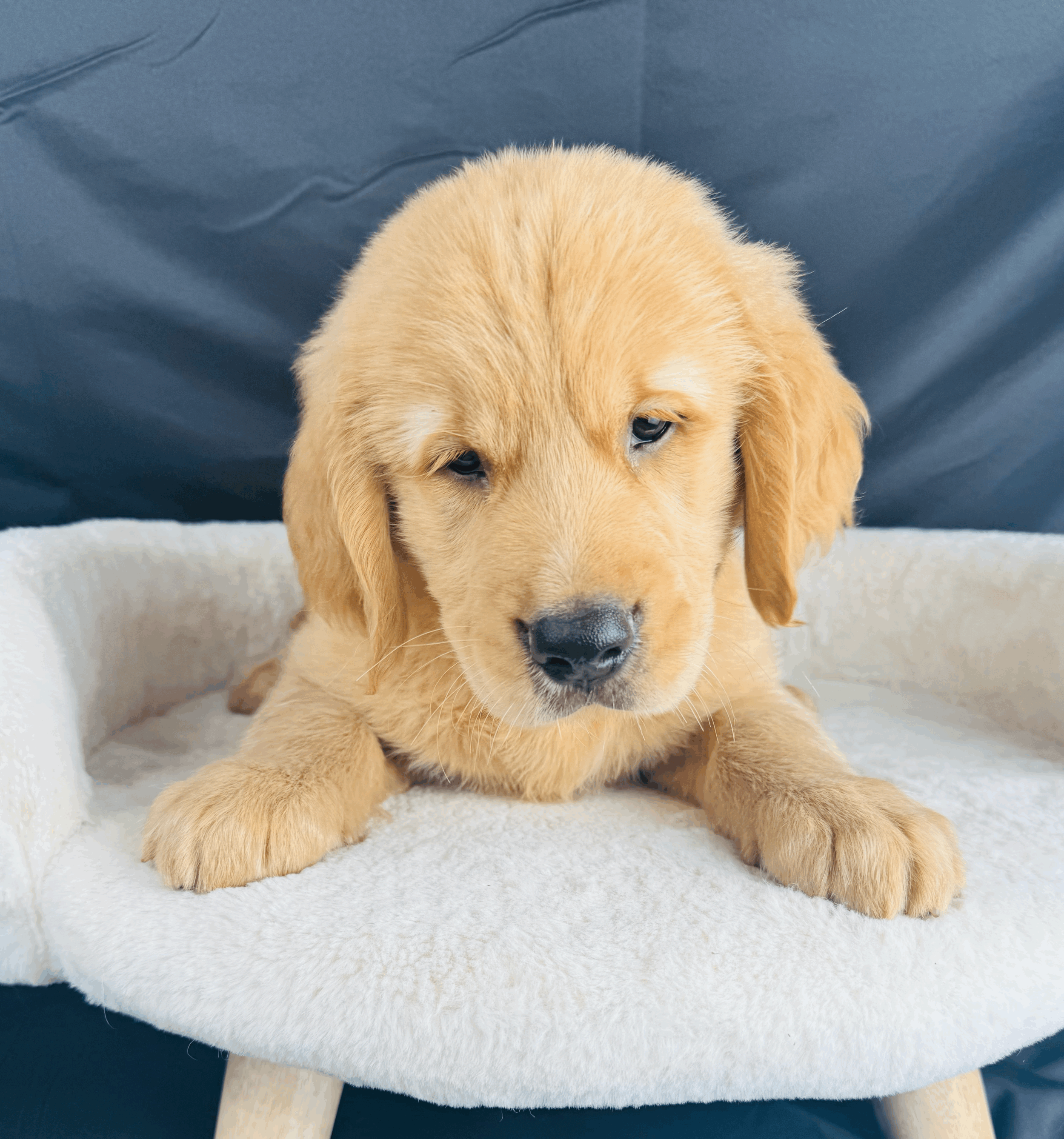 tempImageJzn6PO.gif