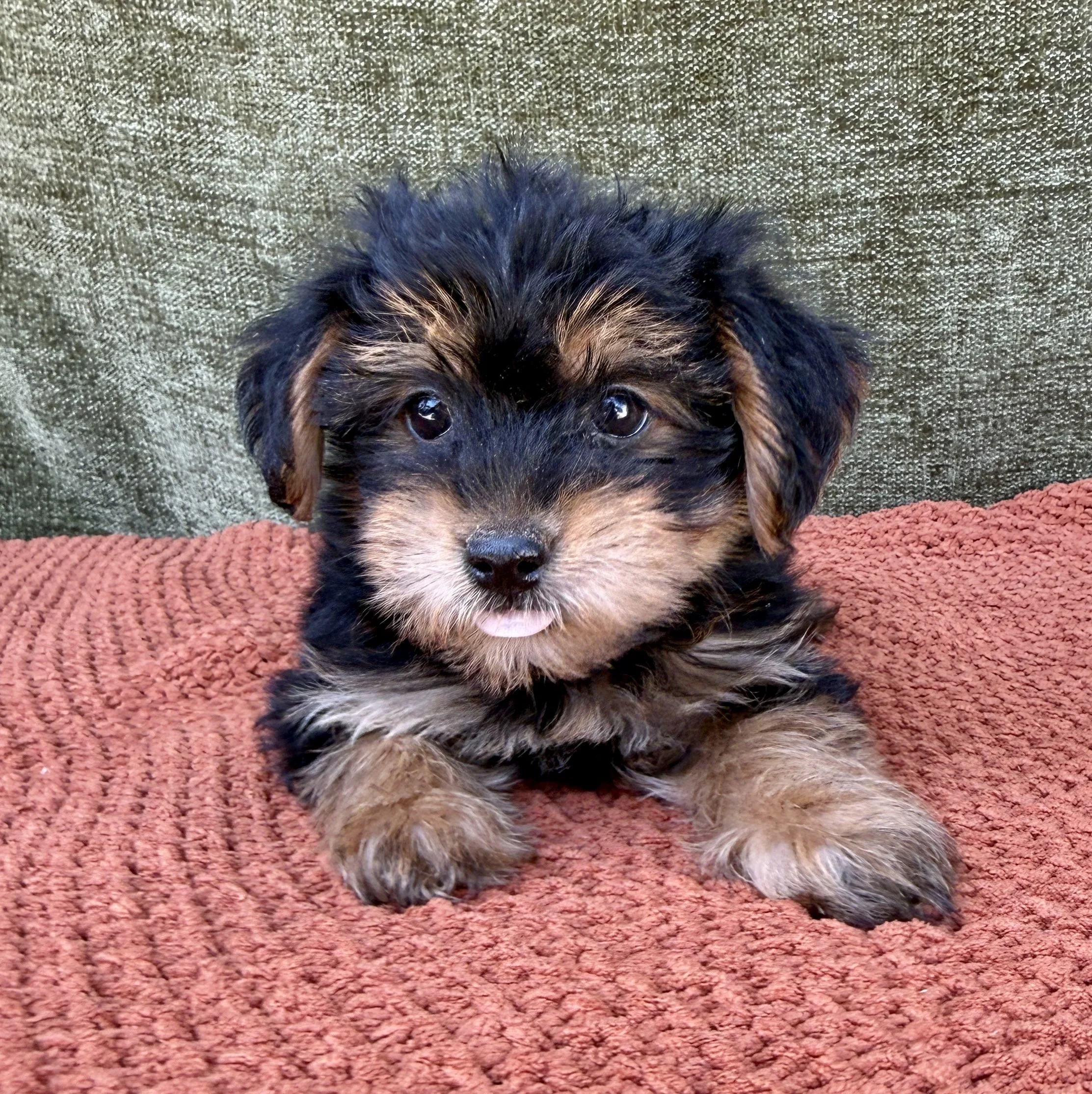 Jessie- Yorkipoo Female