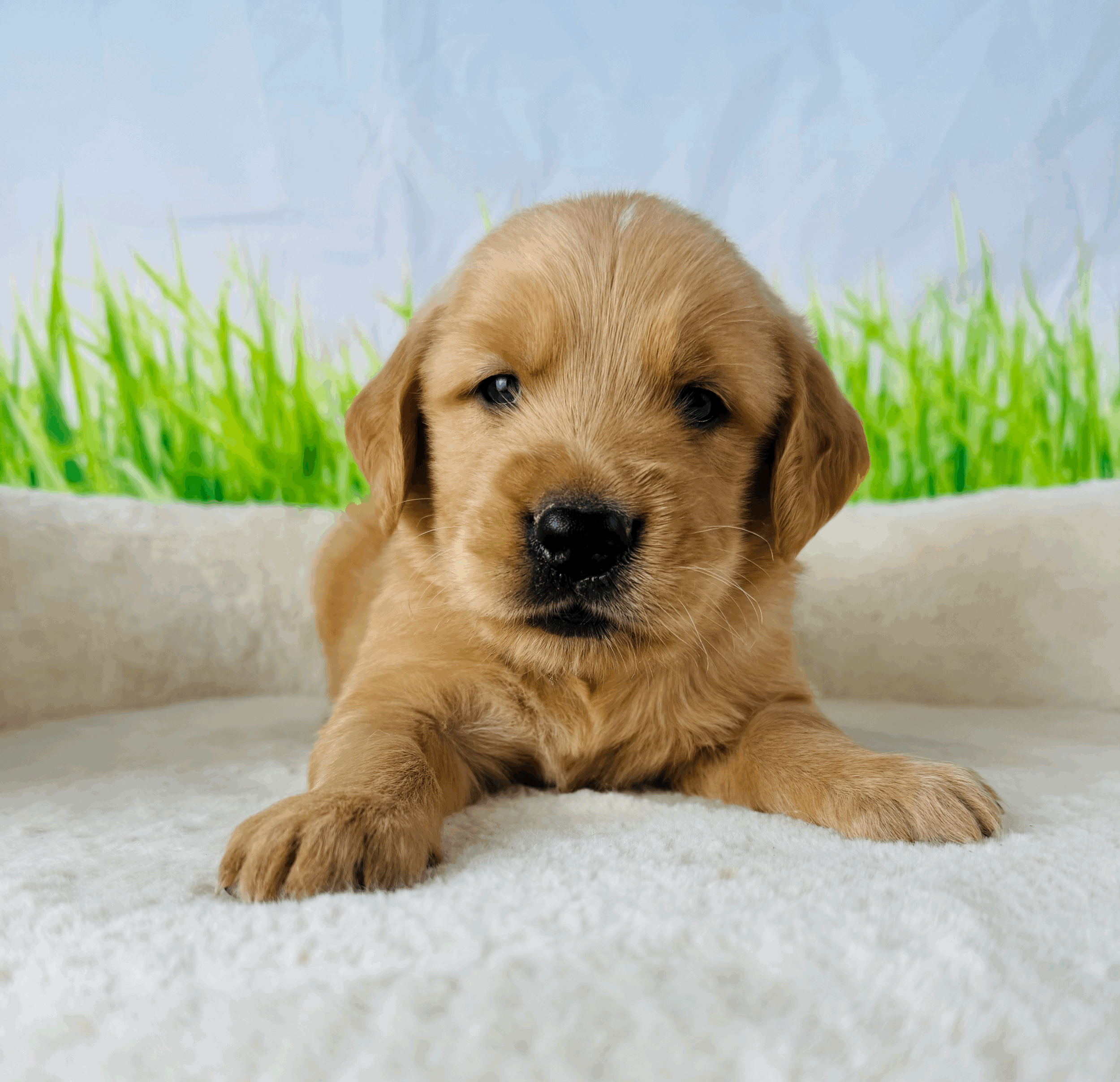 tempImagebWRL1Y.gif