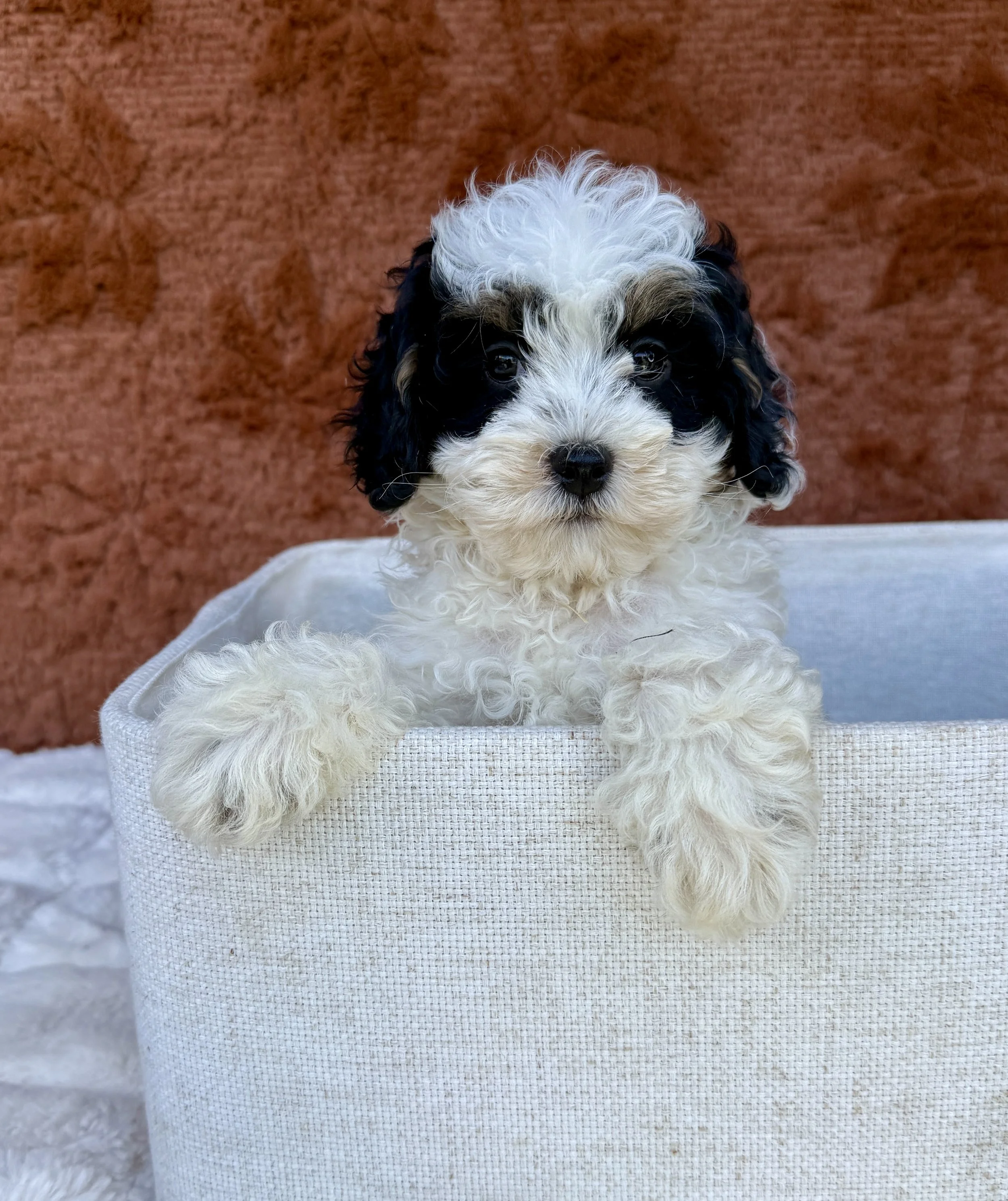 Kayla- Cavapoo Female