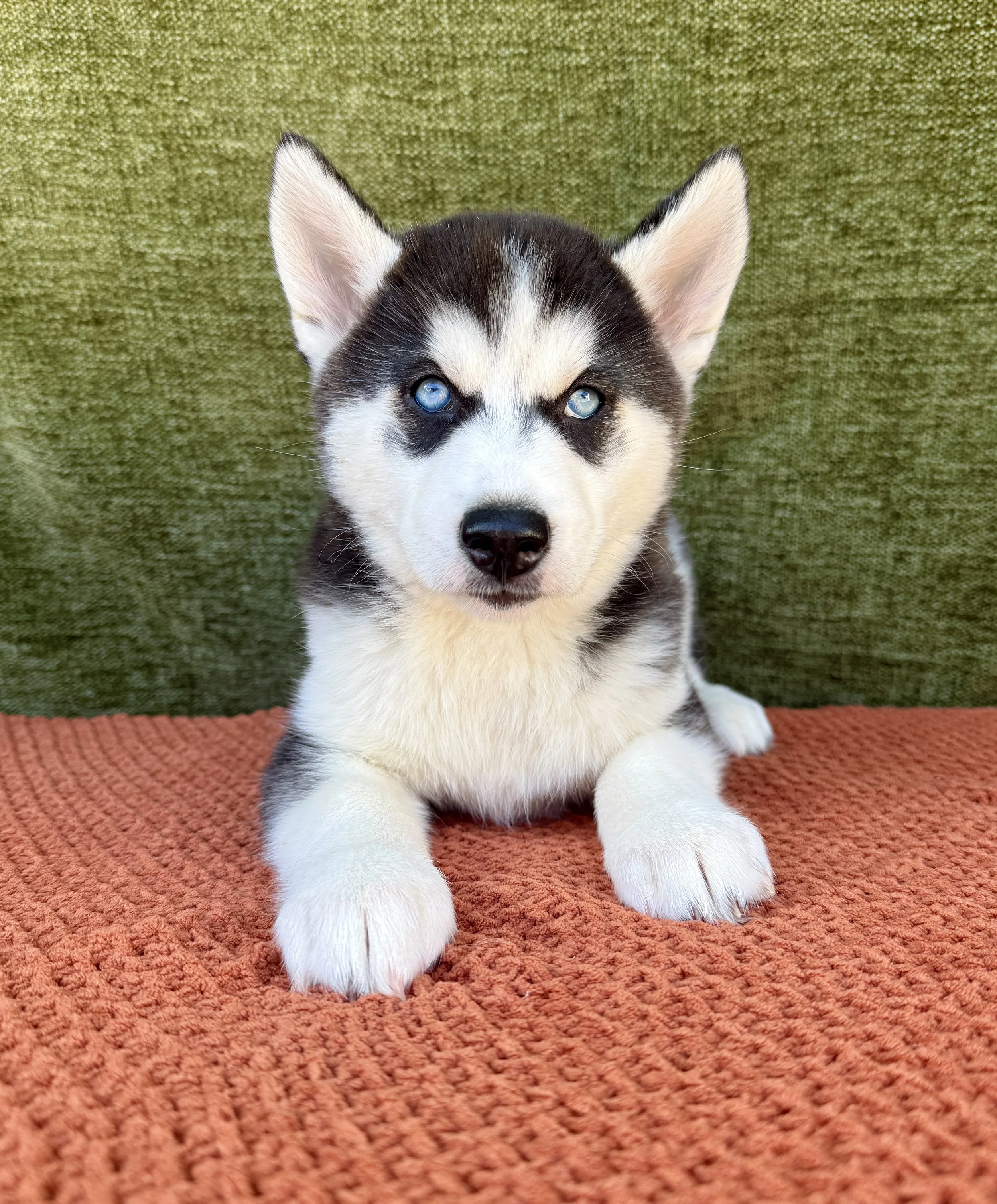 Harley- Husky Female