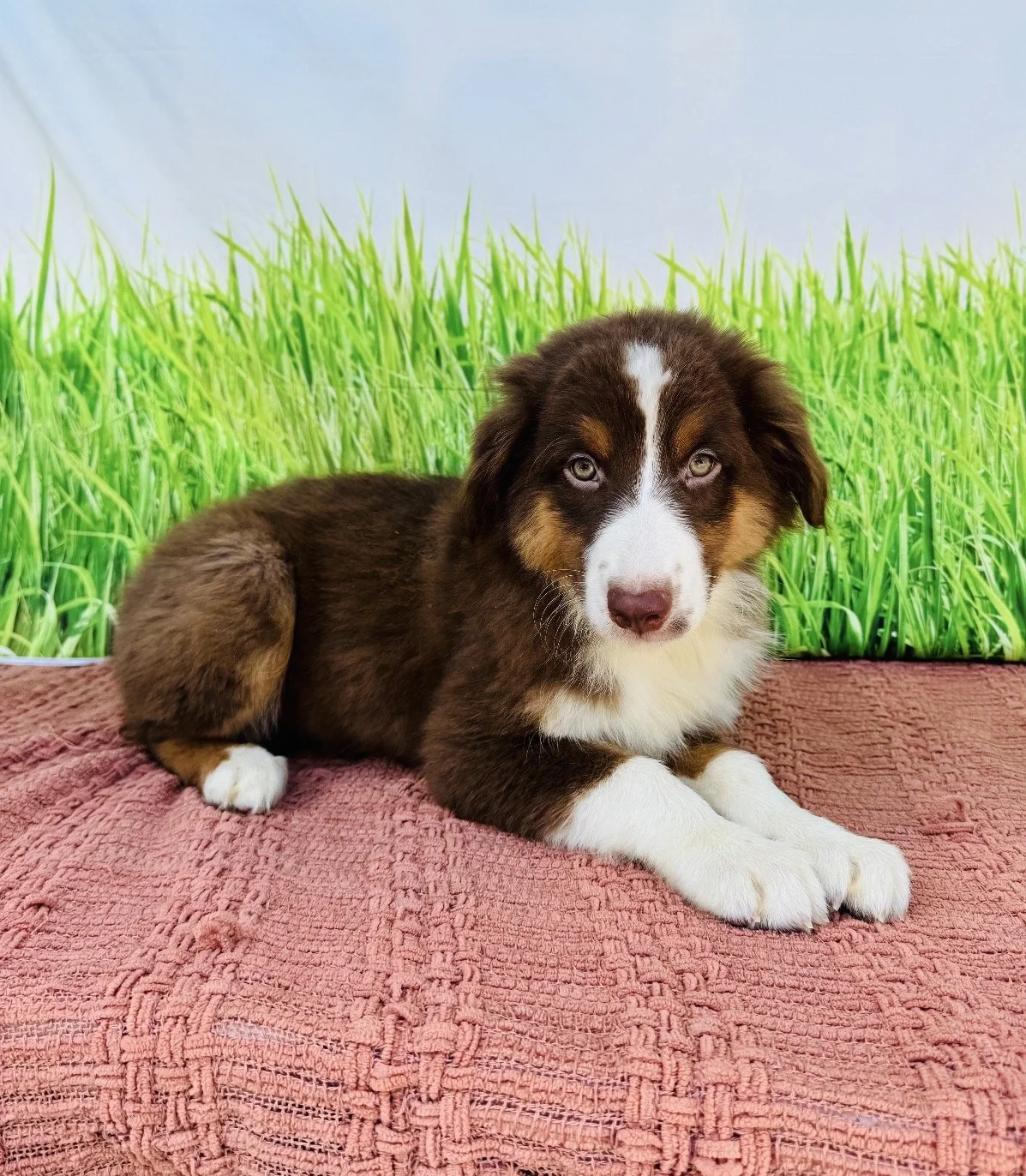 Copper-Australian Shepherd -Male