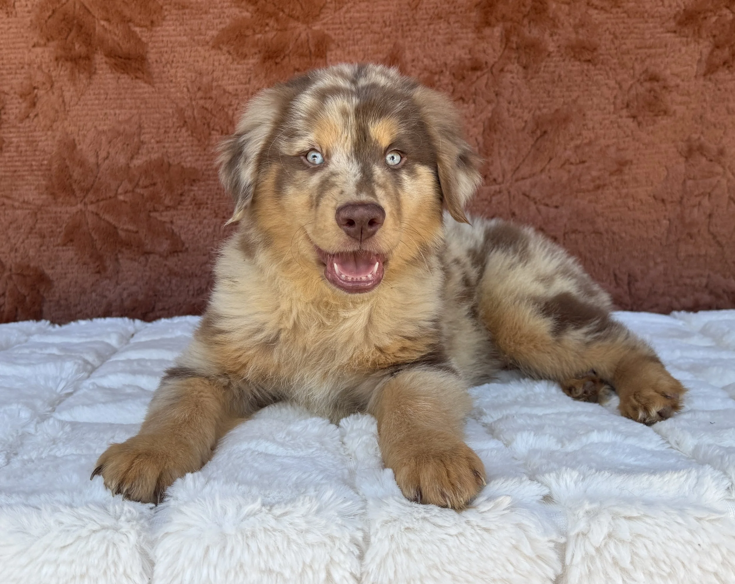 Denver- Australian Shepherd Male