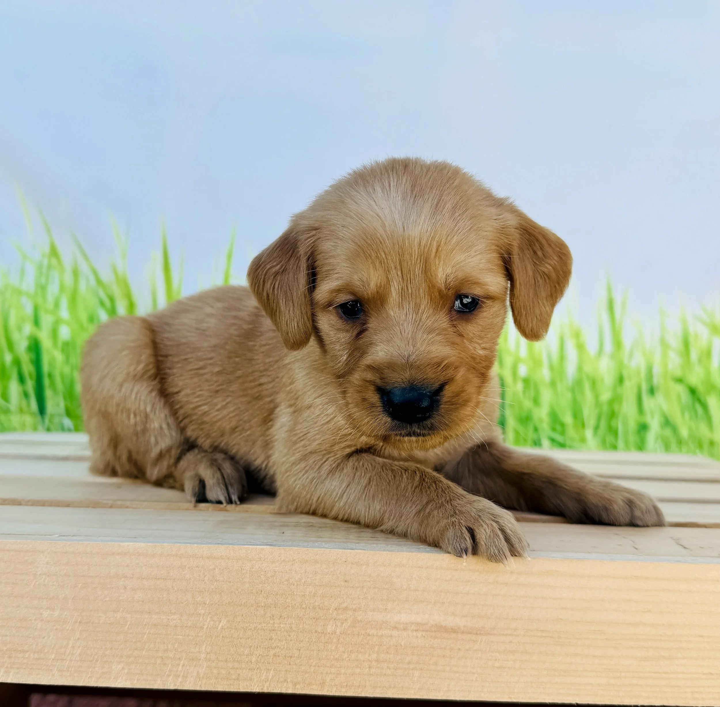 Rosie- Golden Retriever Female